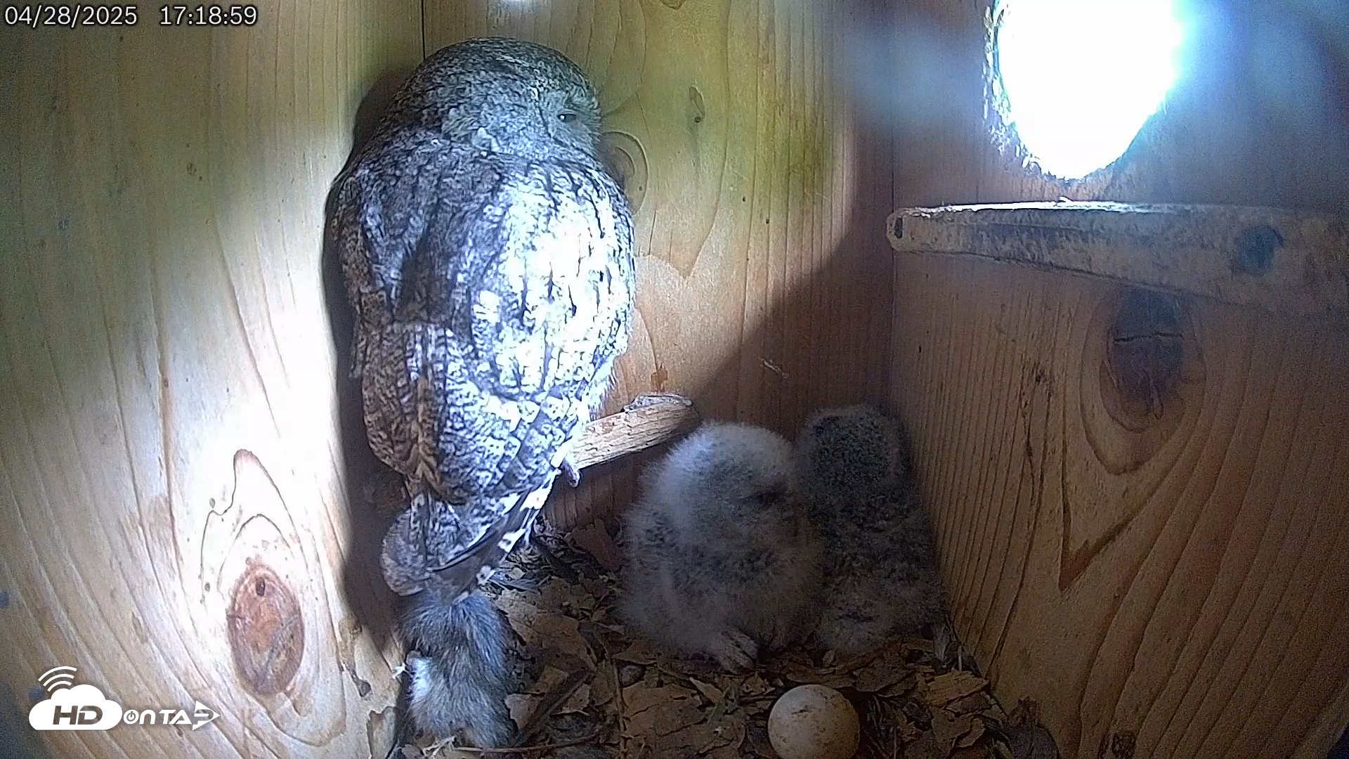 Snapshot of Eastern Screech Owl Live Cam taken Apr 28, 2025, 5:19pm CDT