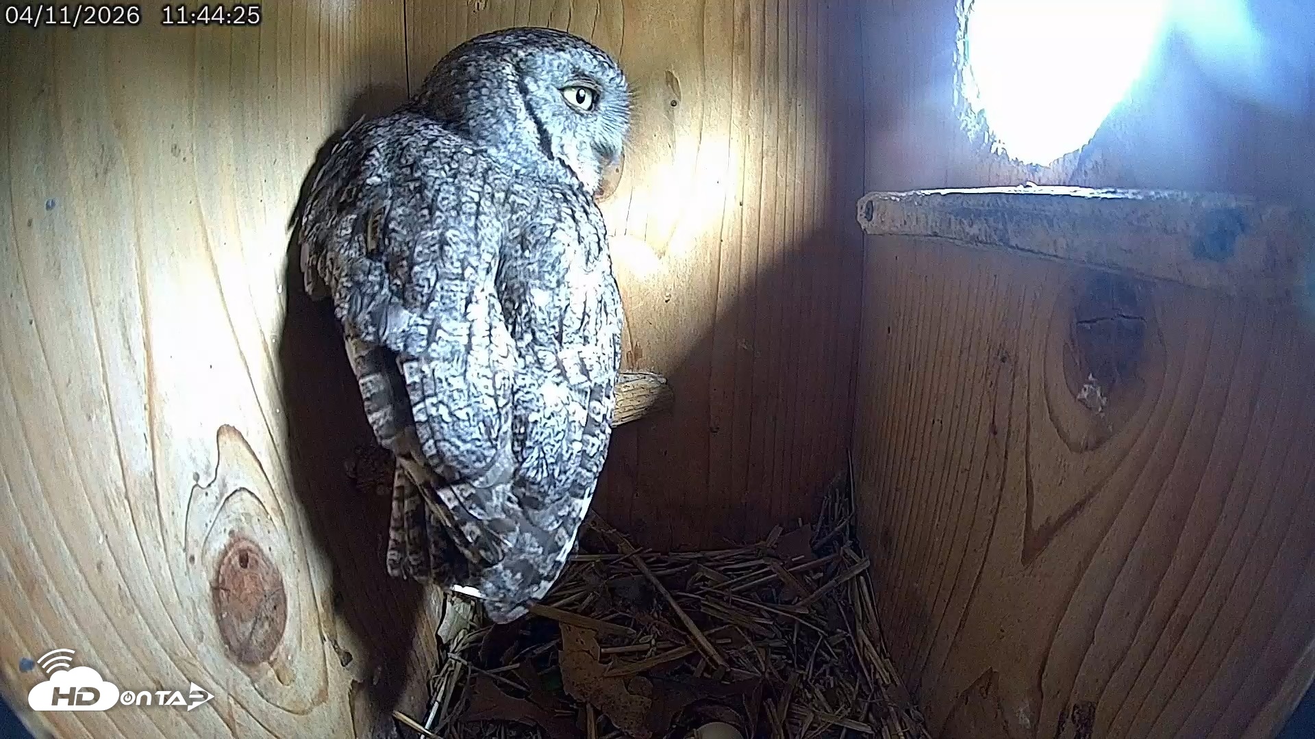 Snapshot of Eastern Screech Owl Live Cam taken Apr 11, 2026, 11:48am CDT