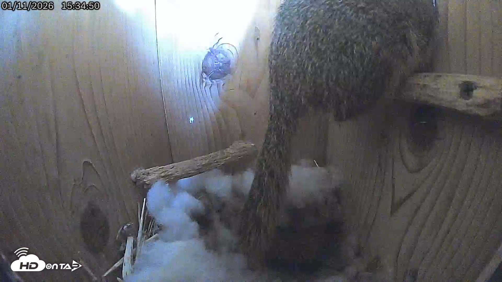 Snapshot of Eastern Screech Owl Live Cam taken Jan 11, 2026, 3:37pm CST