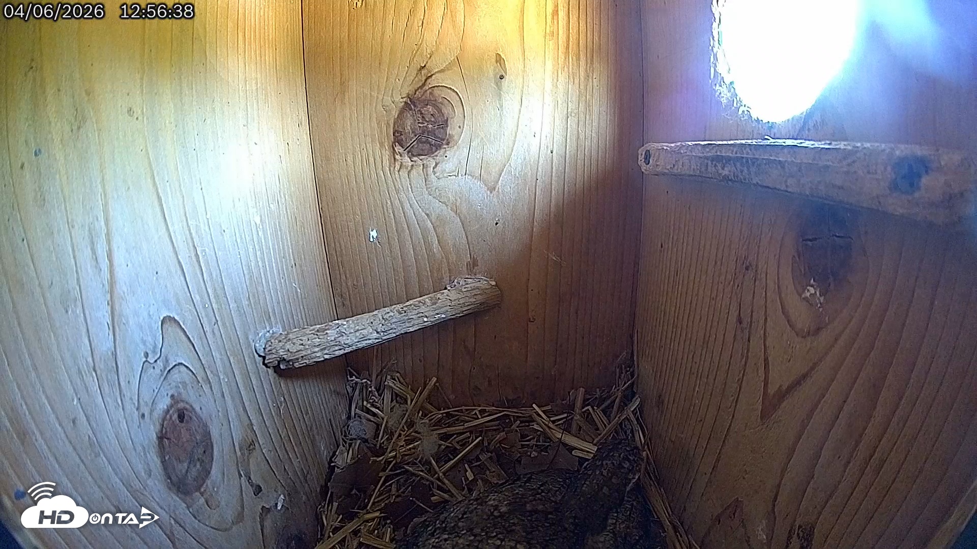 Snapshot of Eastern Screech Owl Live Cam taken Apr 6, 2026, 12:57pm CDT