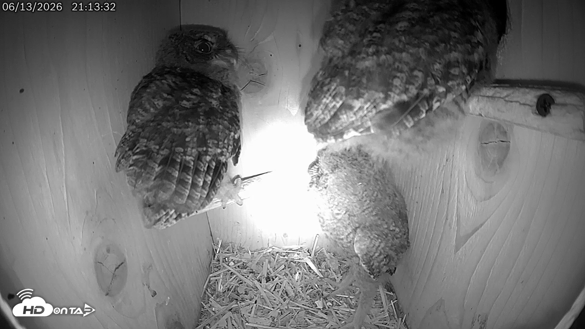 Snapshot of Eastern Screech Owl Live Cam taken Jun 13, 2026, 11:12pm CDT
