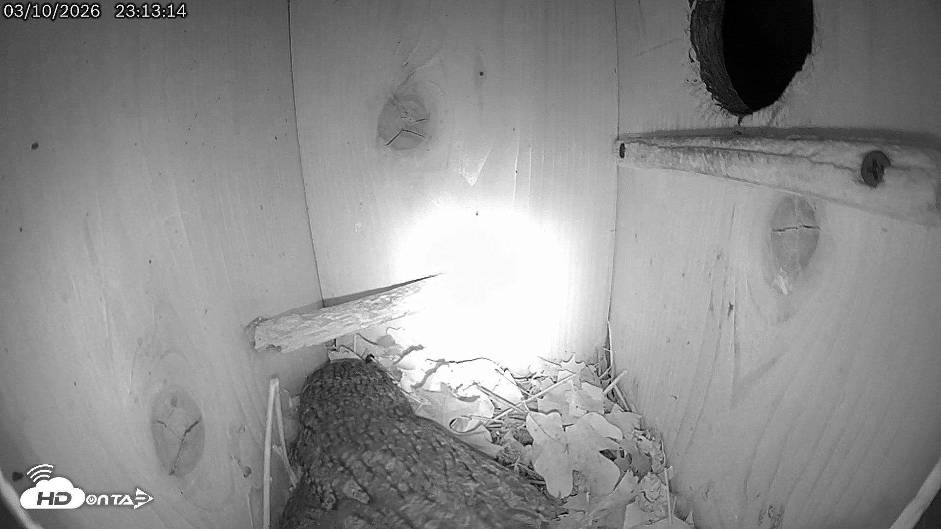 Snapshot of Eastern Screech Owl Live Cam taken Mar 11, 2026, 5:54am CDT