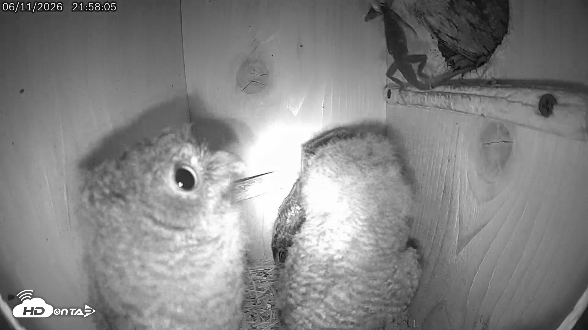 Snapshot of Eastern Screech Owl Live Cam taken Jun 11, 2026, 10:17pm CDT