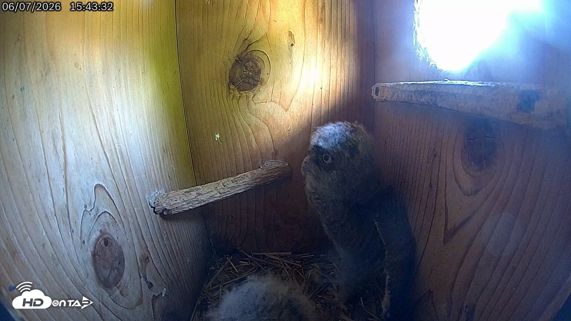 Snapshot of Eastern Screech Owl Live Cam taken Jun 7, 2026, 3:46pm CDT