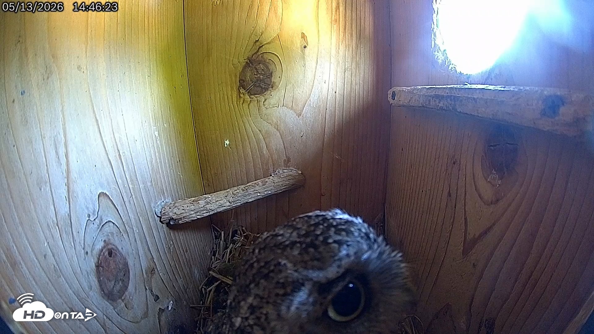 Snapshot of Eastern Screech Owl Live Cam taken May 13, 2026, 2:47pm CDT