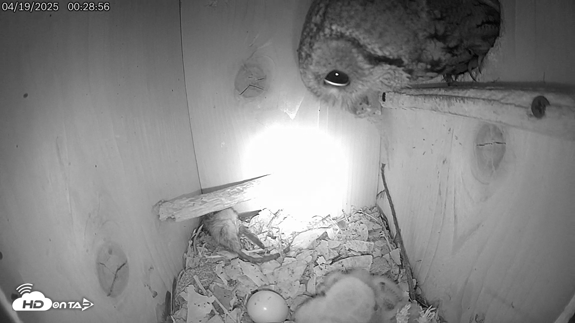 Snapshot of Eastern Screech Owl Live Cam taken Apr 19, 2025, 12:39am CDT