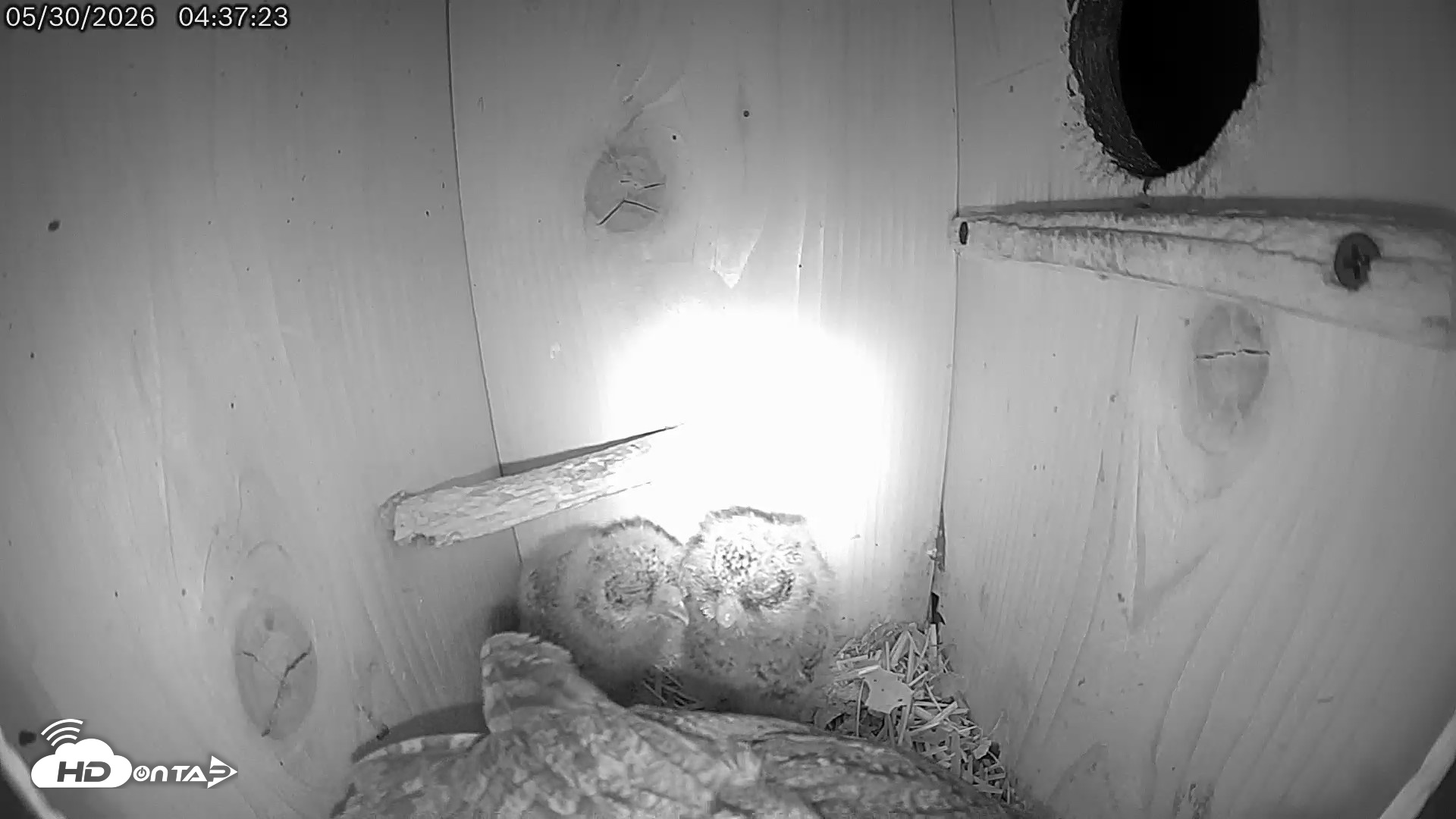Snapshot of Eastern Screech Owl Live Cam taken May 30, 2026, 4:38am CDT