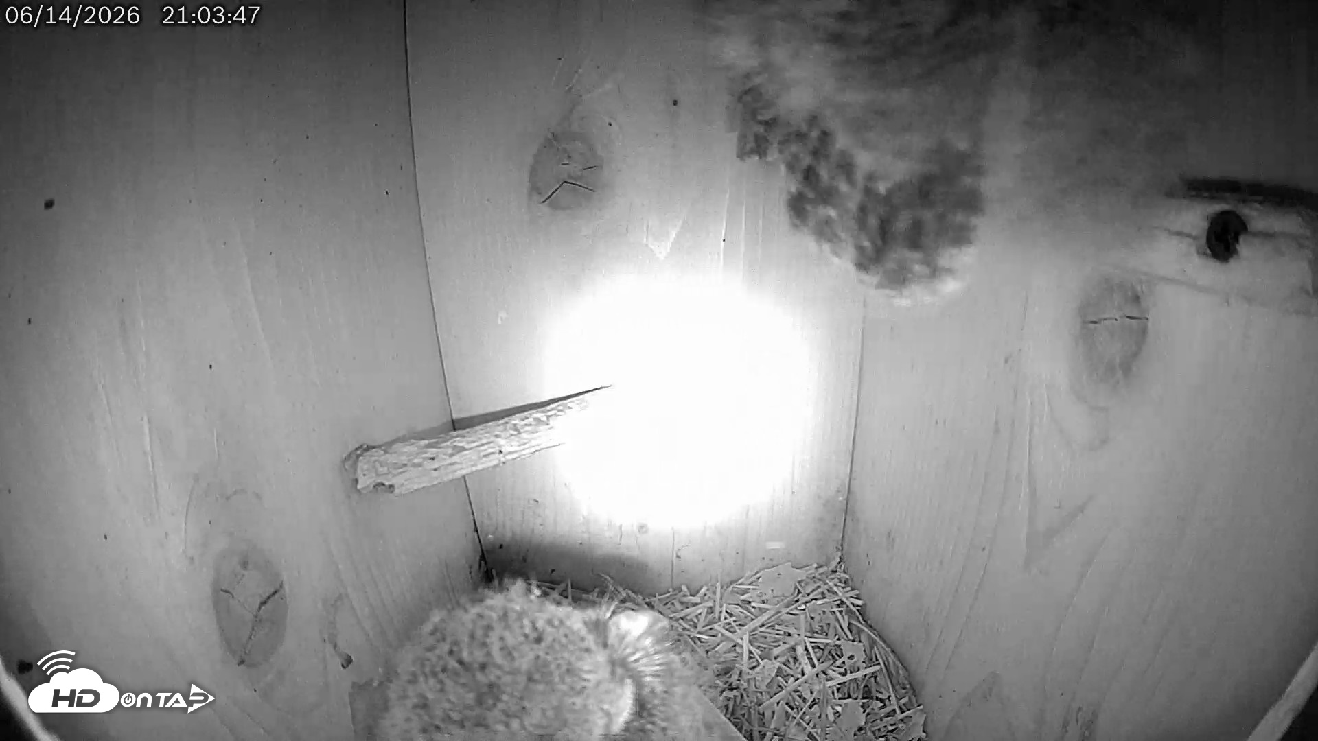 Snapshot of Eastern Screech Owl Live Cam taken Jun 14, 2026, 11:46pm CDT
