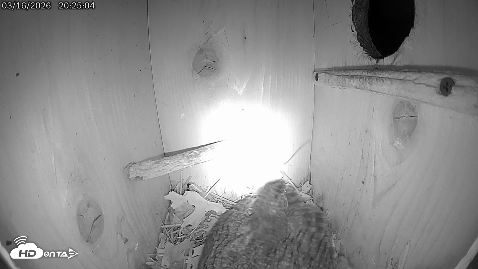 Snapshot of Eastern Screech Owl Live Cam taken Mar 17, 2026, 5:06am CDT