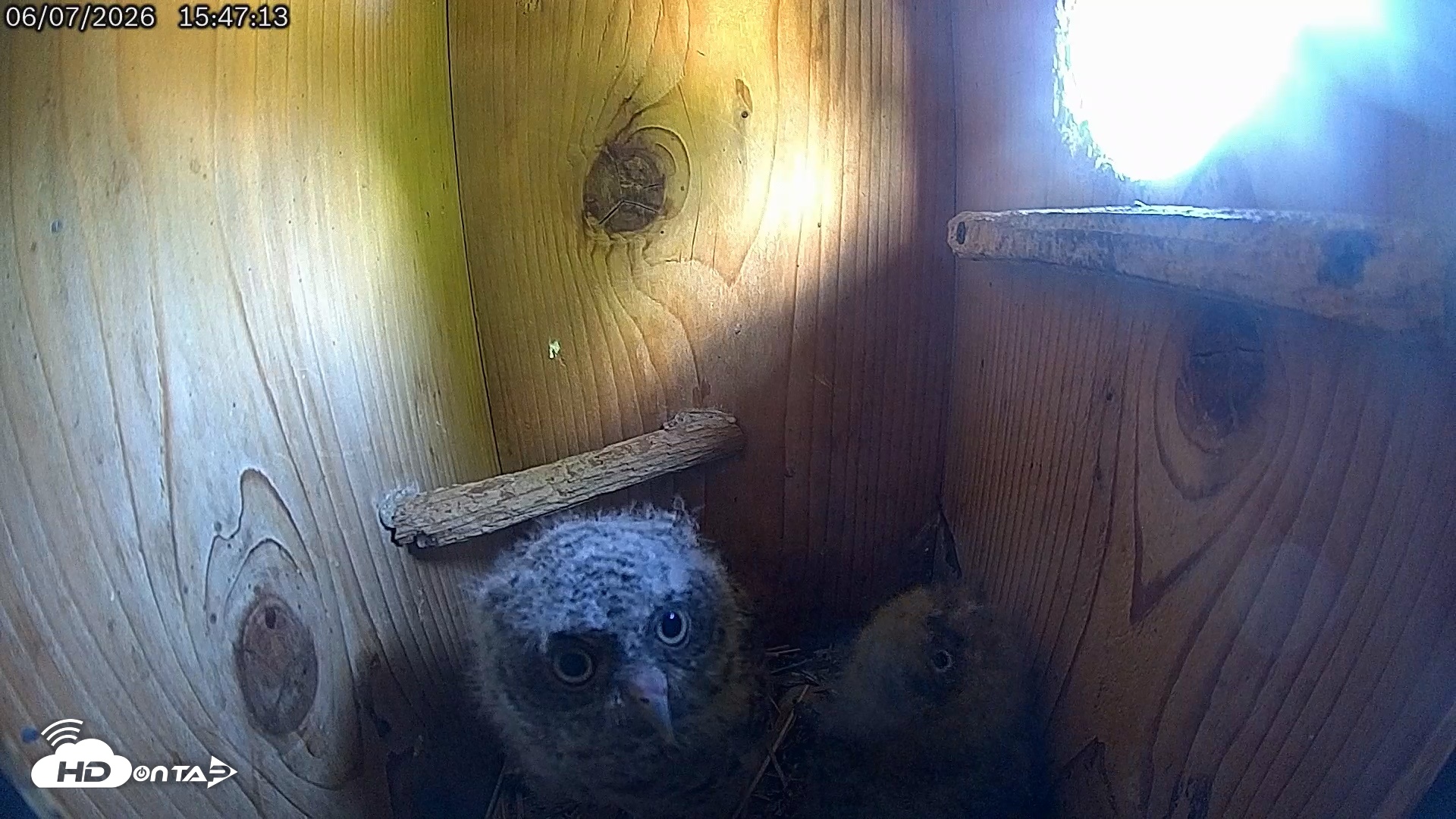 Snapshot of Eastern Screech Owl Live Cam taken Jun 7, 2026, 3:47pm CDT