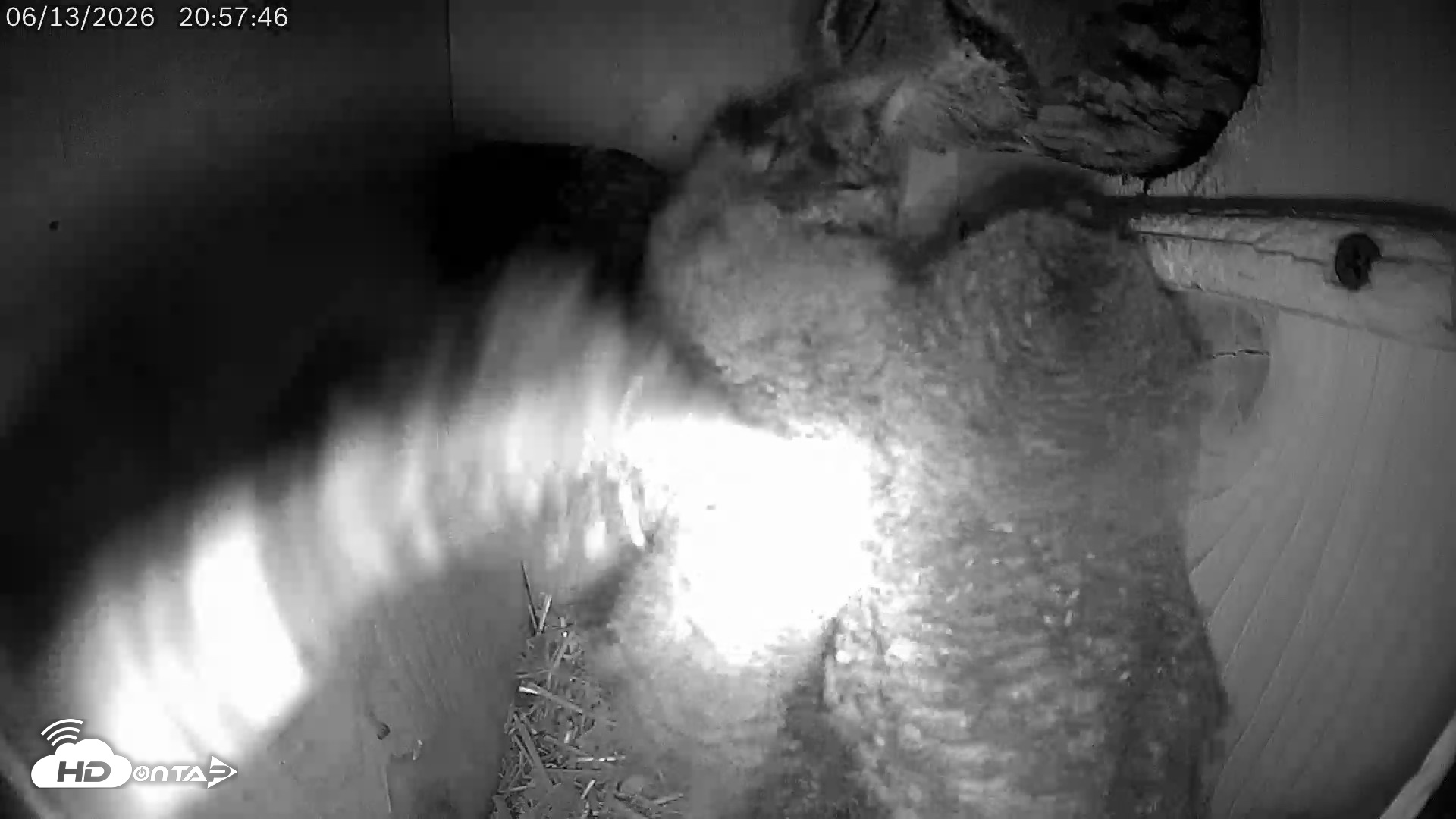 Snapshot of Eastern Screech Owl Live Cam taken Jun 13, 2026, 9:40pm CDT