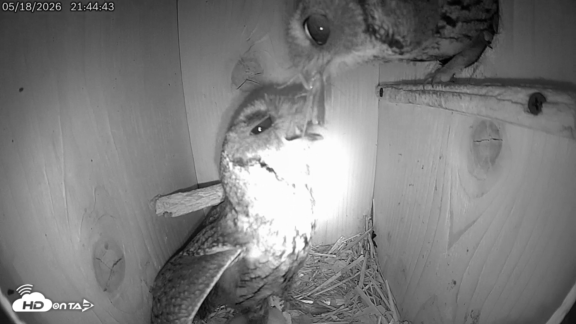 Snapshot of Eastern Screech Owl Live Cam taken May 18, 2026, 10:09pm CDT