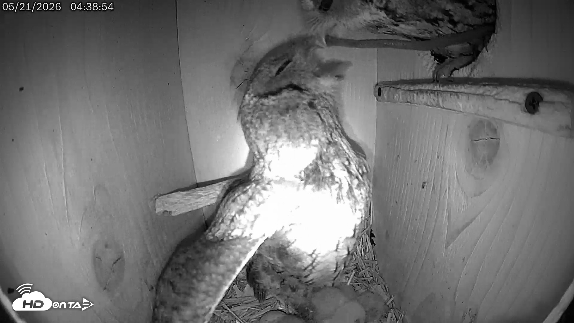Snapshot of Eastern Screech Owl Live Cam taken May 21, 2026, 8:31am CDT