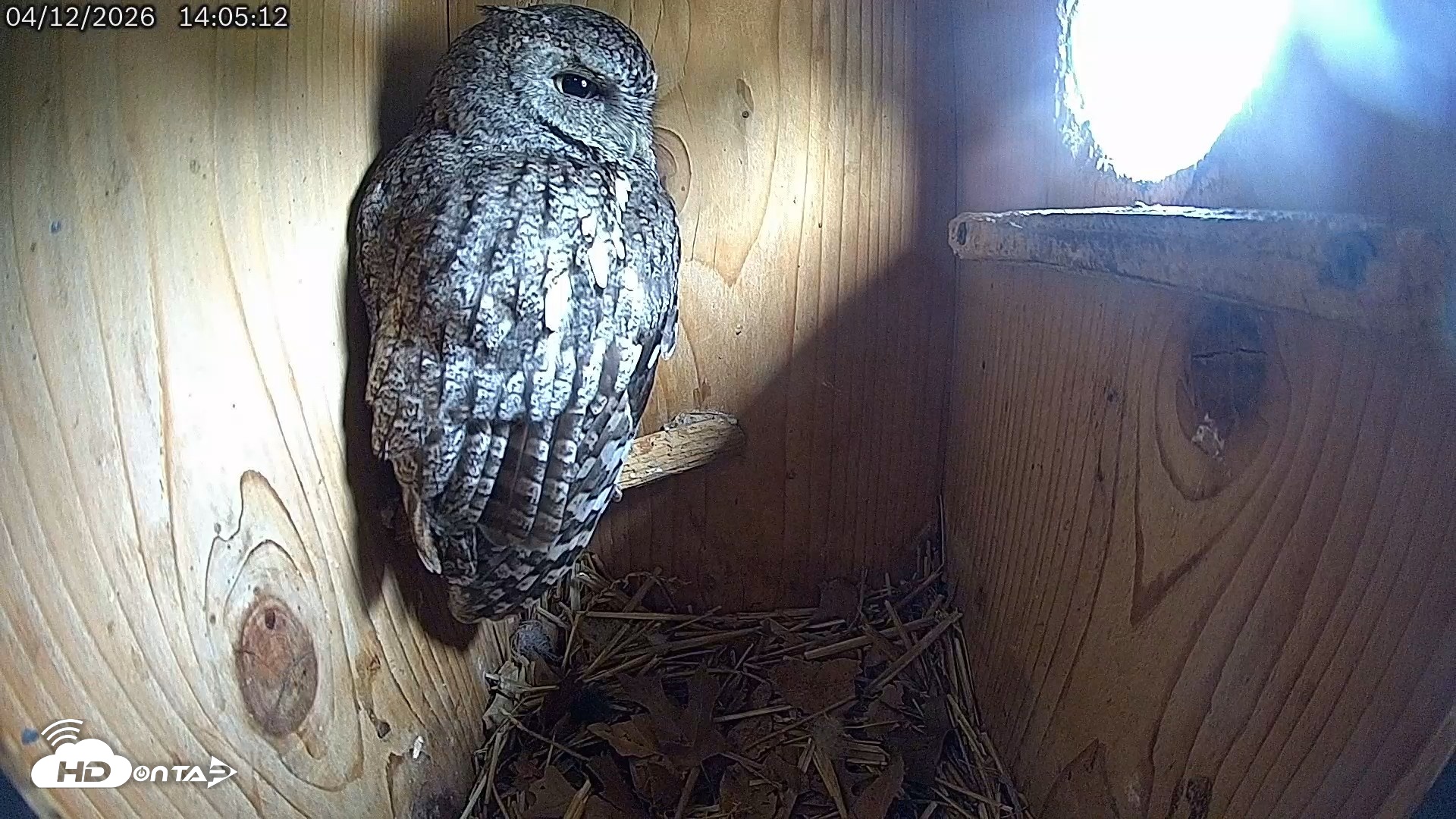 Snapshot of Eastern Screech Owl Live Cam taken Apr 12, 2026, 2:06pm CDT