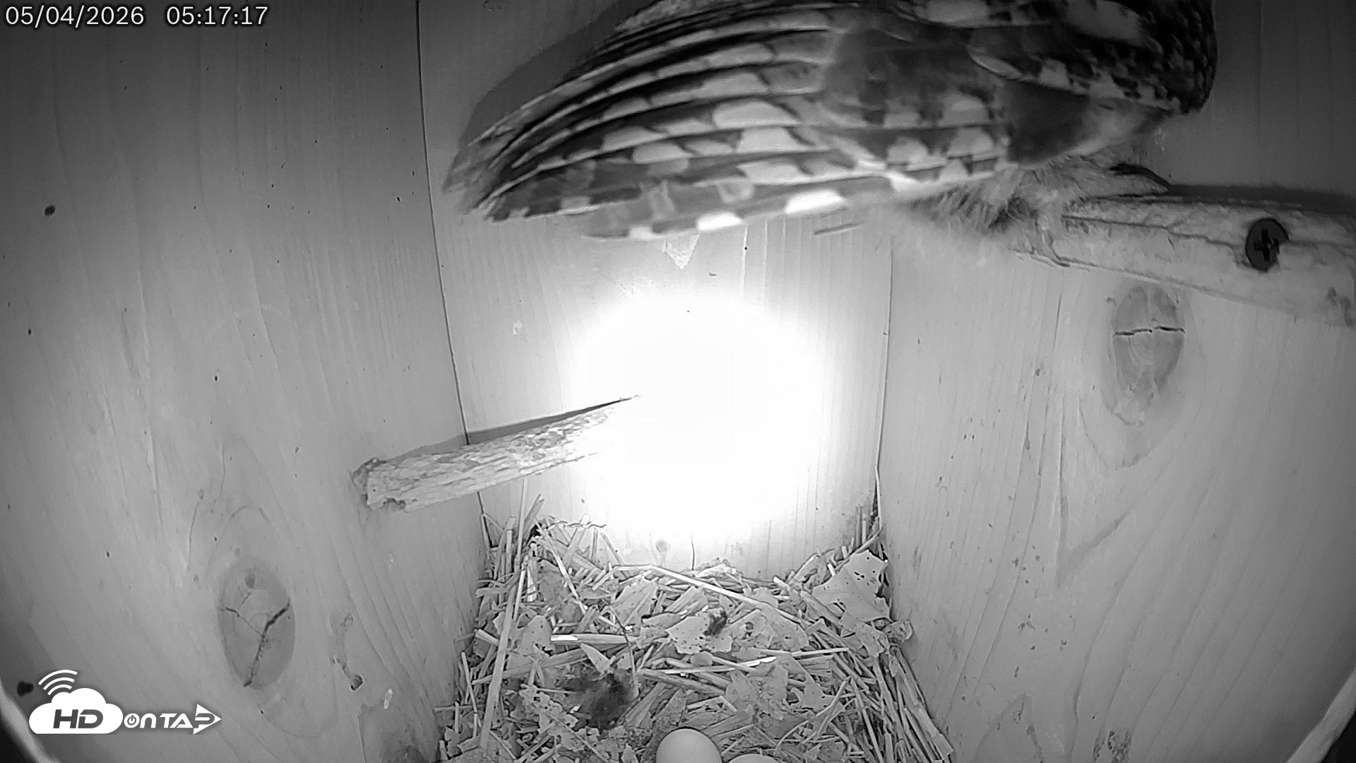Snapshot of Eastern Screech Owl Live Cam taken May 4, 2026, 3:04pm CDT