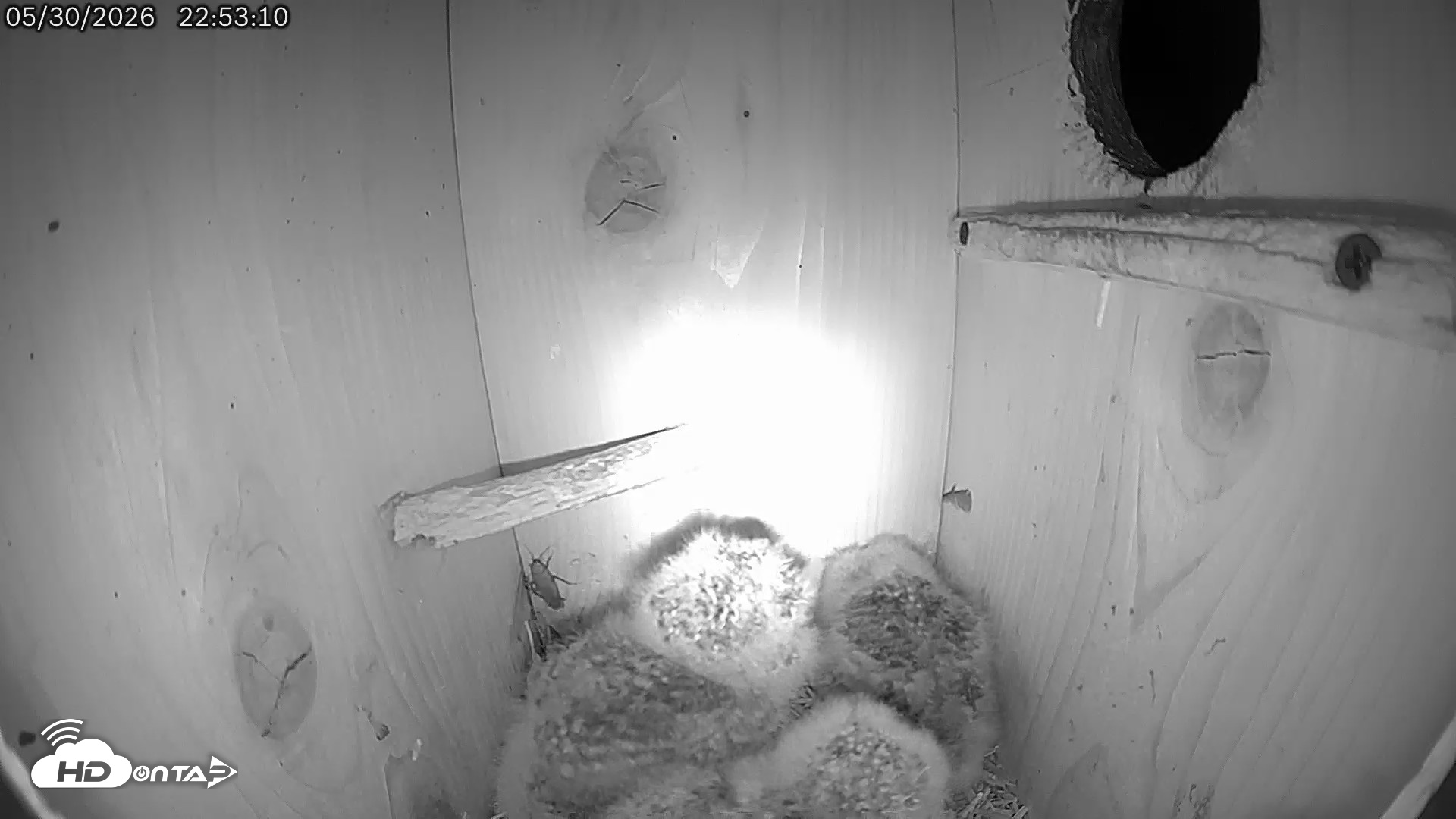 Snapshot of Eastern Screech Owl Live Cam taken May 30, 2026, 11:26pm CDT