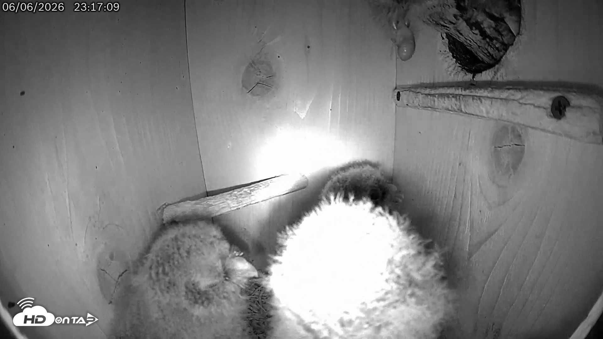 Snapshot of Eastern Screech Owl Live Cam taken Jun 7, 2026, 7:09am CDT