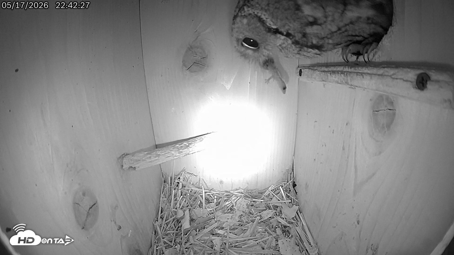 Snapshot of Eastern Screech Owl Live Cam taken May 17, 2026, 11:13pm CDT