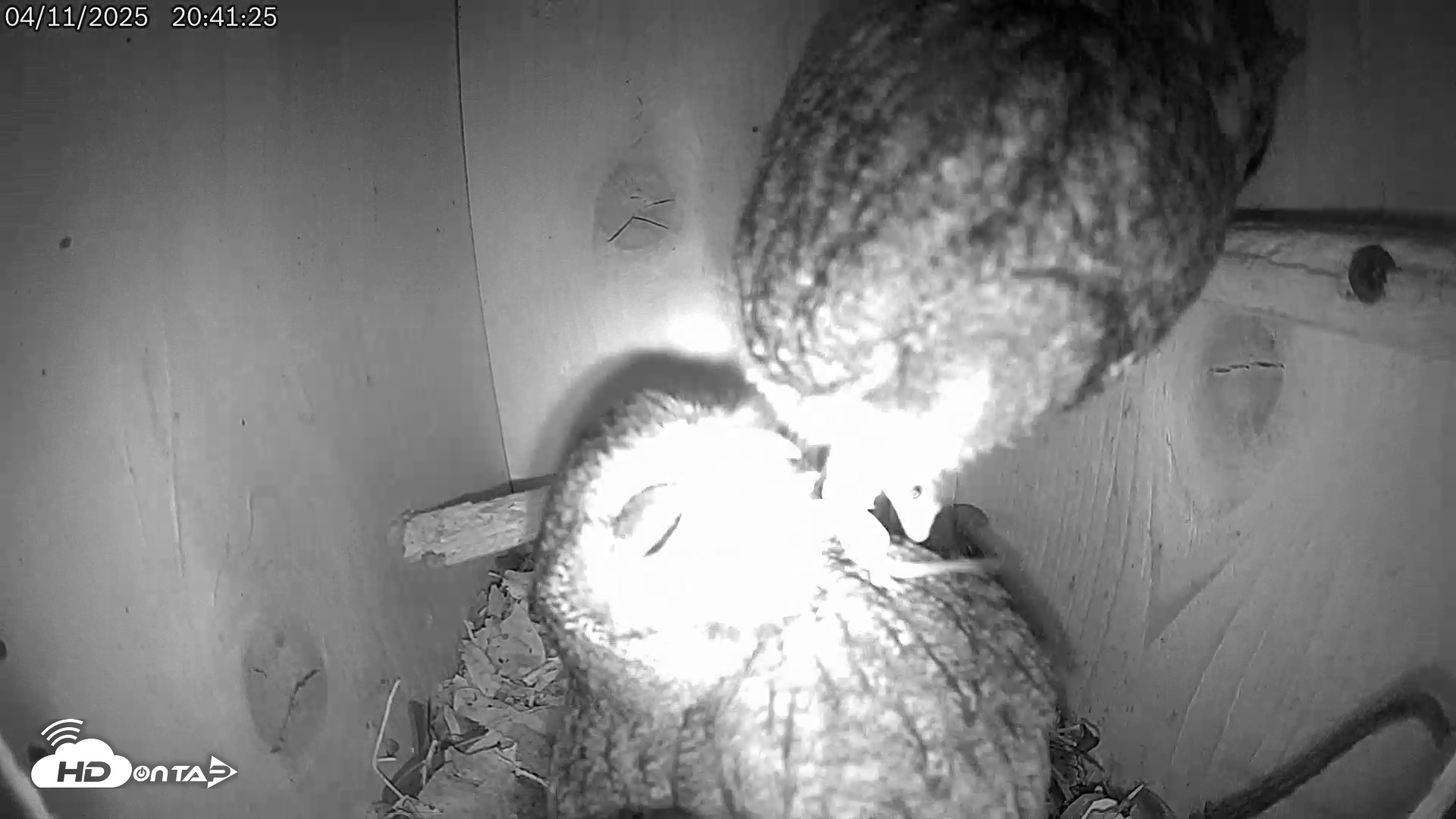 Snapshot of Eastern Screech Owl Live Cam taken Apr 11, 2025, 8:46pm CDT