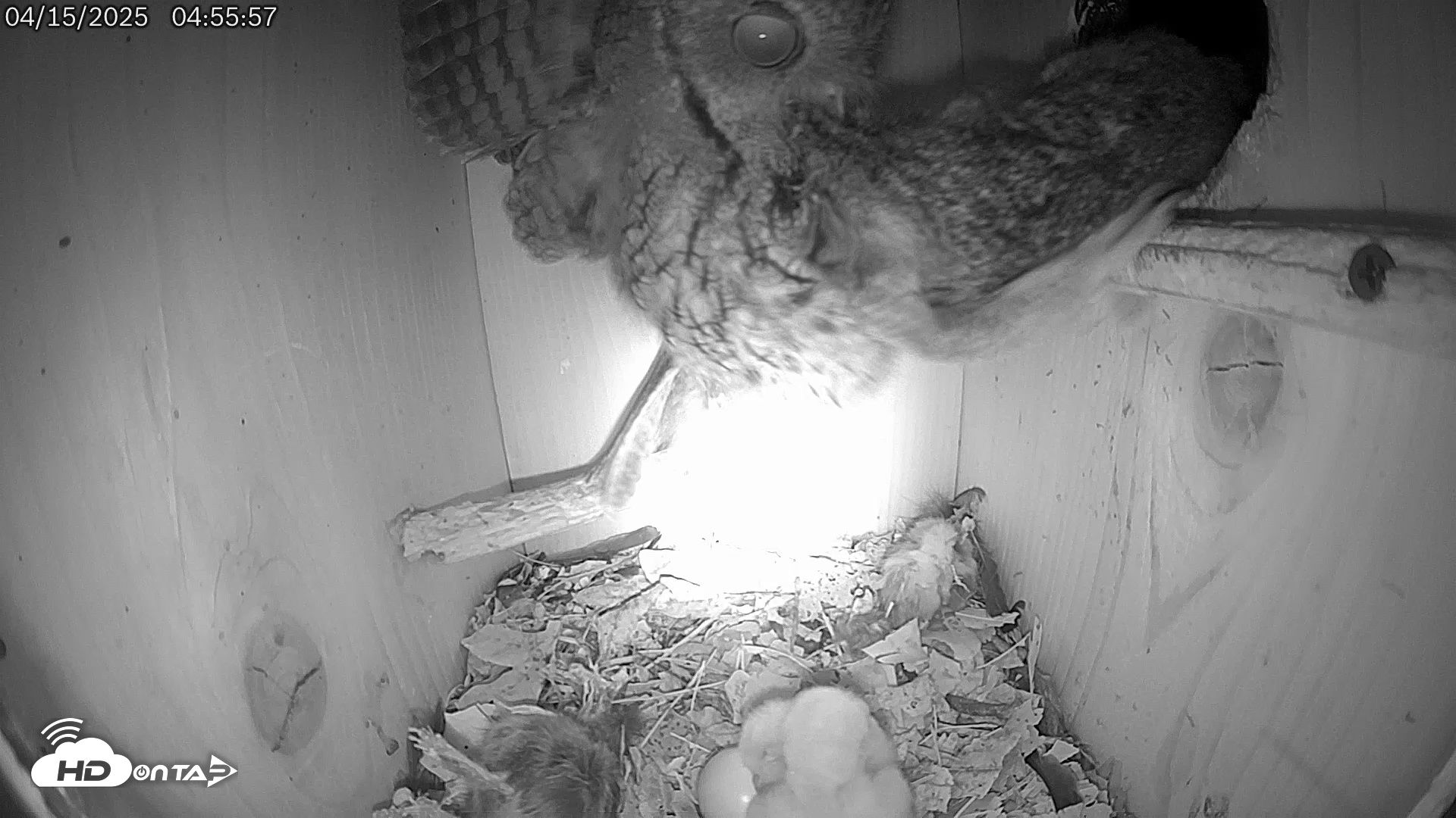 Snapshot of Eastern Screech Owl Live Cam taken Apr 15, 2025, 5:05am CDT