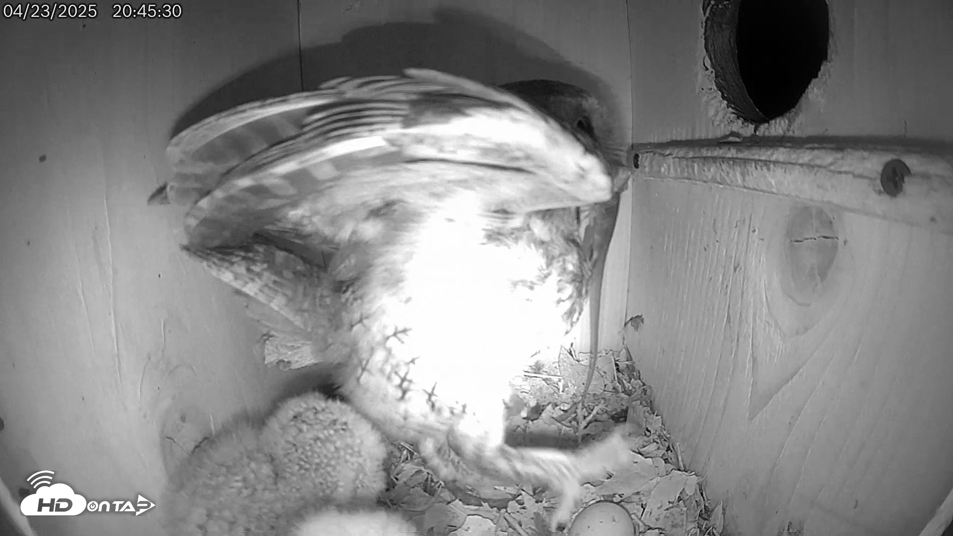 Snapshot of Eastern Screech Owl Live Cam taken Apr 23, 2025, 9:25pm CDT