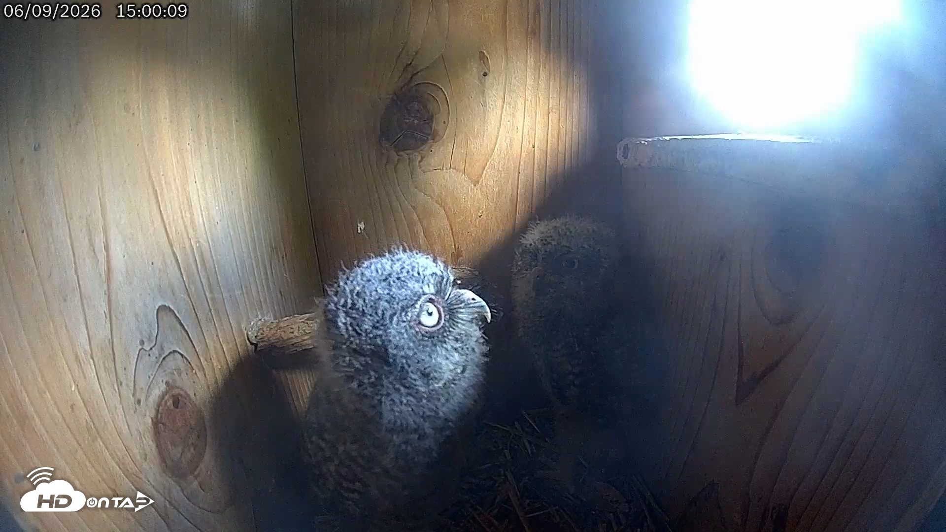 Snapshot of Eastern Screech Owl Live Cam taken Jun 9, 2026, 3:01pm CDT