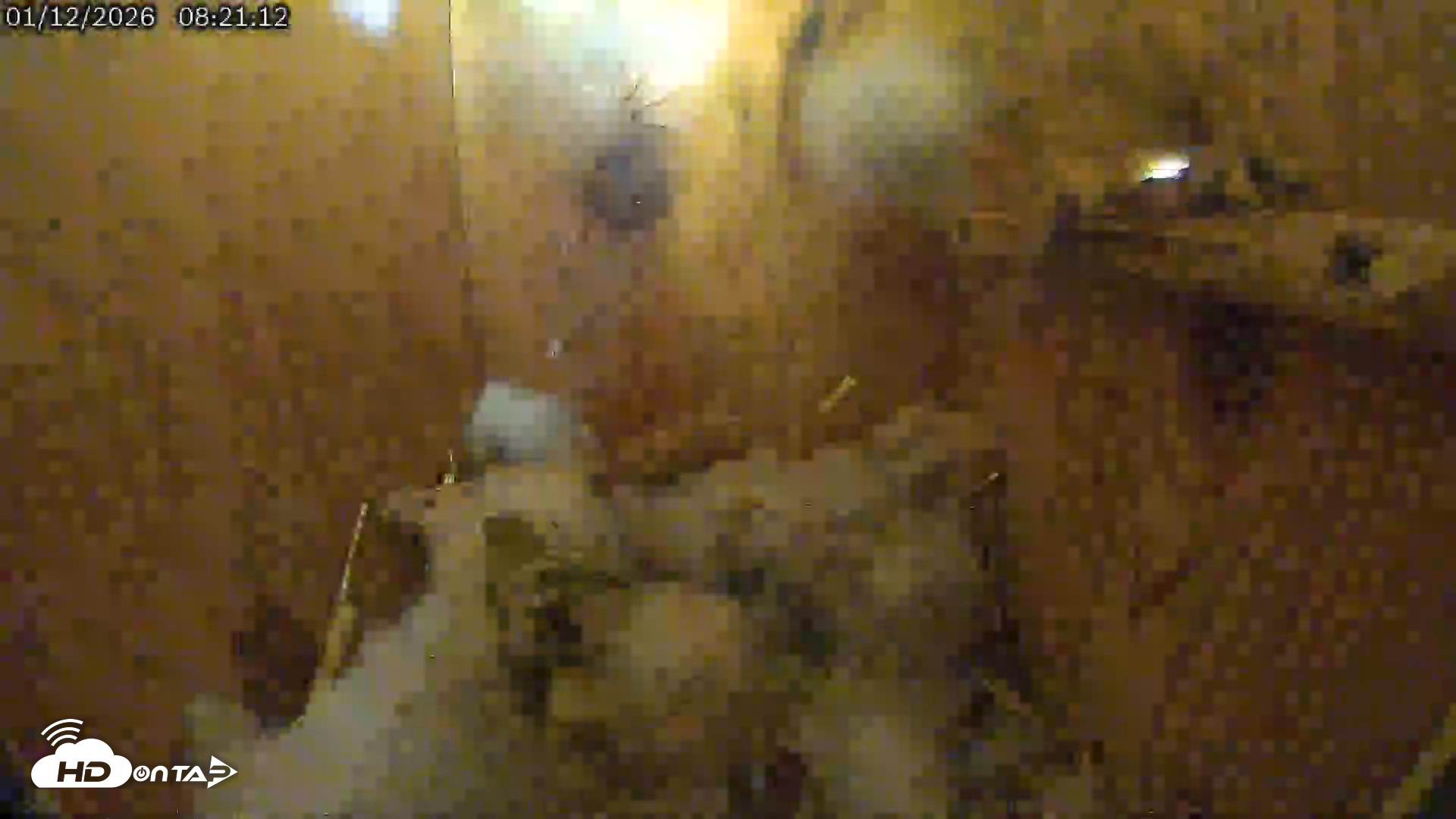 Snapshot of Eastern Screech Owl Live Cam taken Jan 12, 2026, 8:25am CST