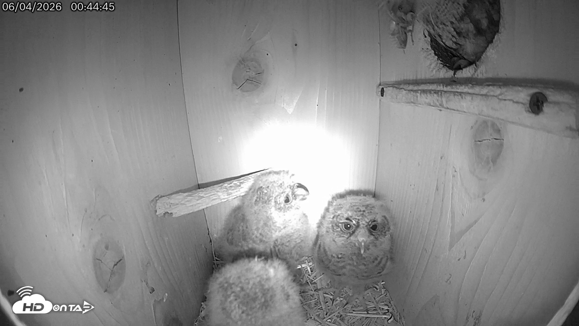 Snapshot of Eastern Screech Owl Live Cam taken Jun 4, 2026, 1:23am CDT