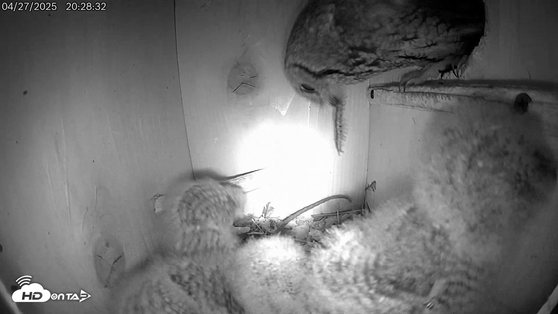Snapshot of Eastern Screech Owl Live Cam taken Apr 28, 2025, 5:33am CDT