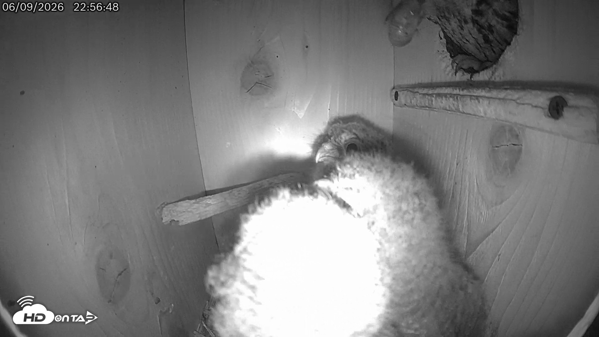Snapshot of Eastern Screech Owl Live Cam taken Jun 10, 2026, 12:55am CDT
