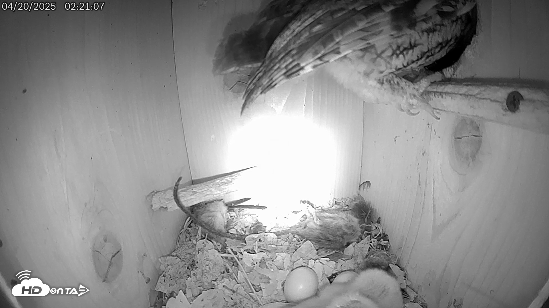 Snapshot of Eastern Screech Owl Live Cam taken Apr 20, 2025, 3:38am CDT