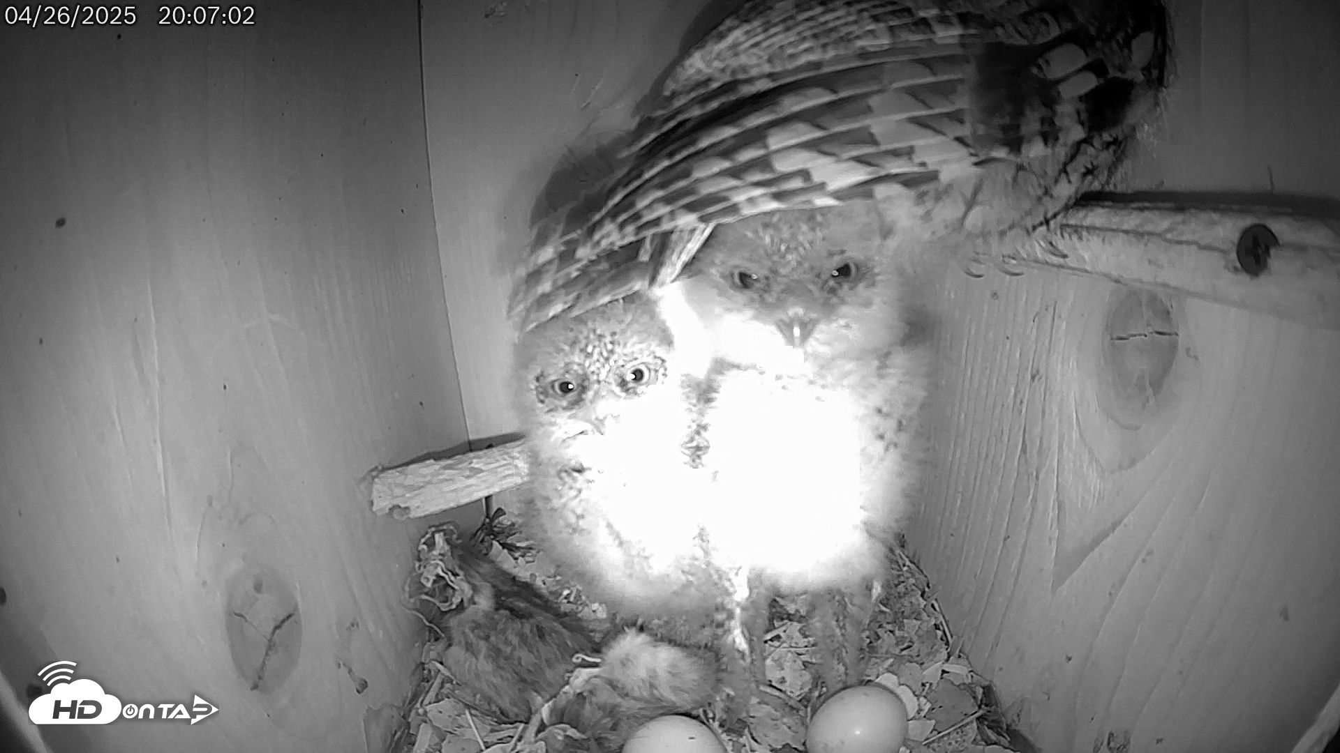 Snapshot of Eastern Screech Owl Live Cam taken Apr 27, 2025, 4:03am CDT
