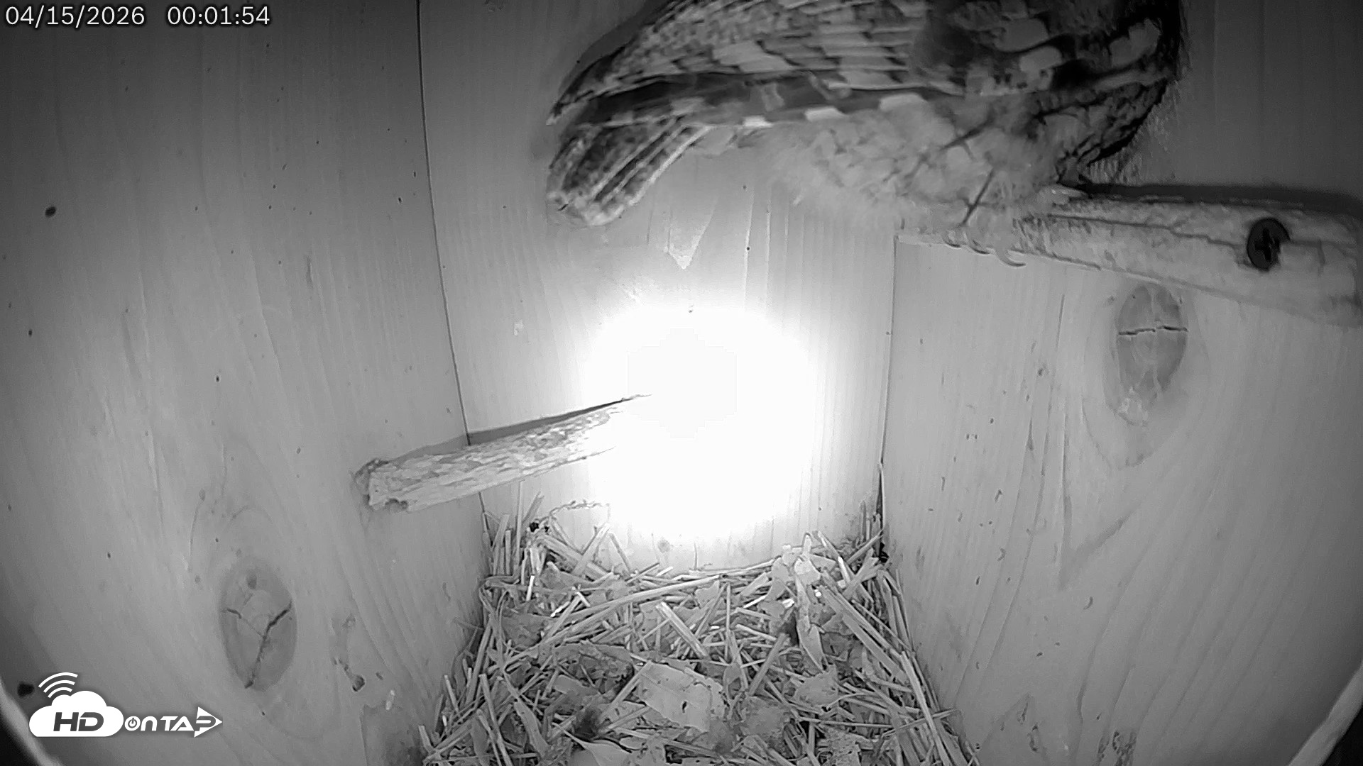 Snapshot of Eastern Screech Owl Live Cam taken Apr 15, 2026, 1:52am CDT