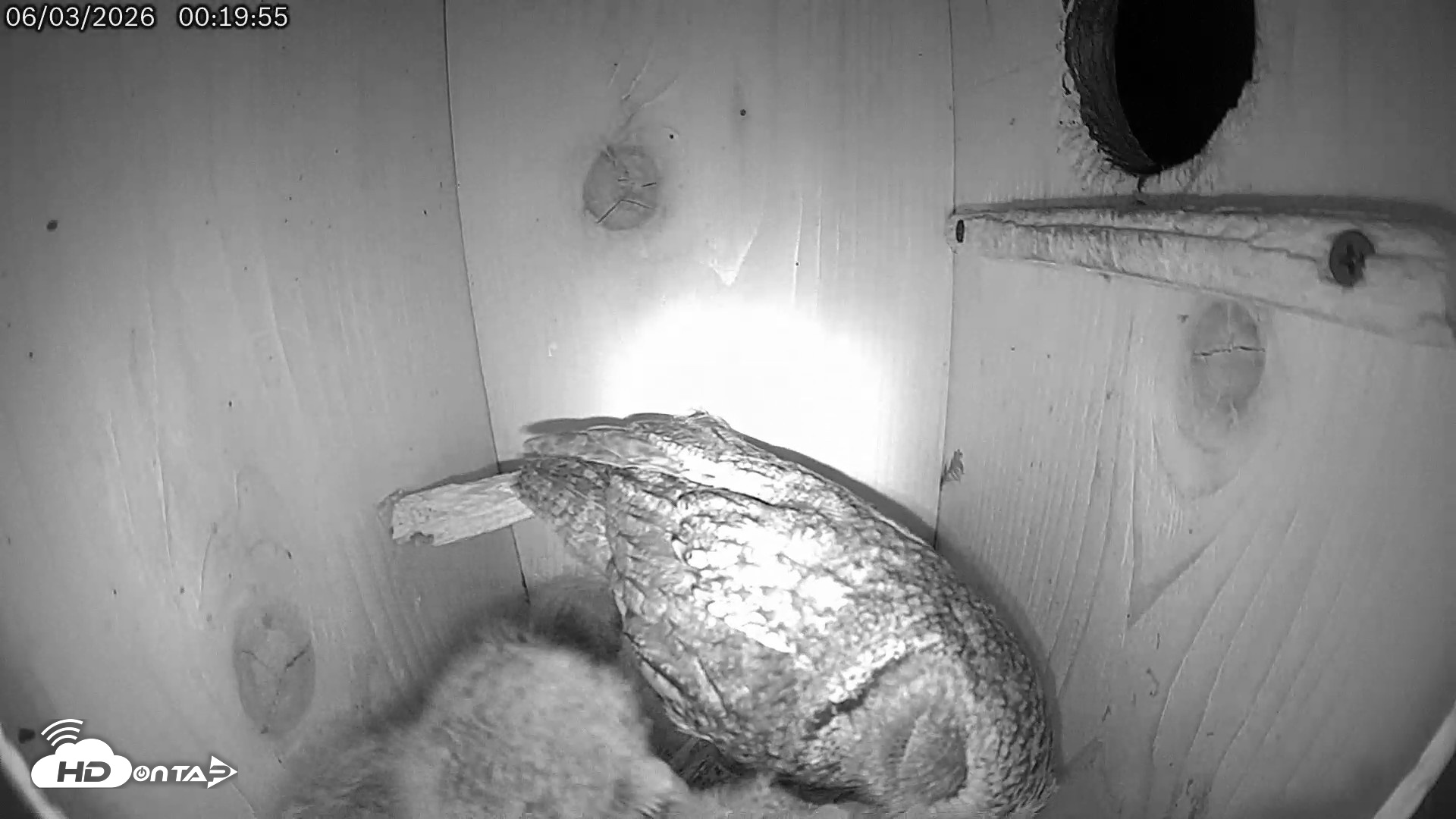 Snapshot of Eastern Screech Owl Live Cam taken Jun 3, 2026, 12:27am CDT