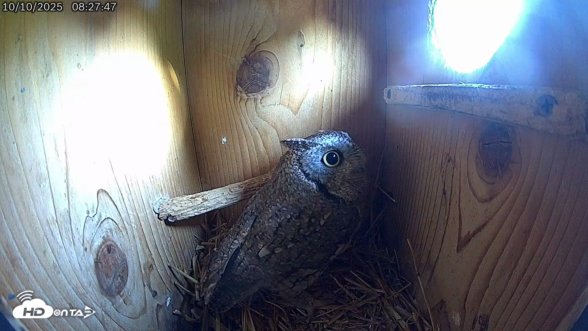 Snapshot of Eastern Screech Owl Live Cam taken Oct 13, 2025, 9:07pm CDT