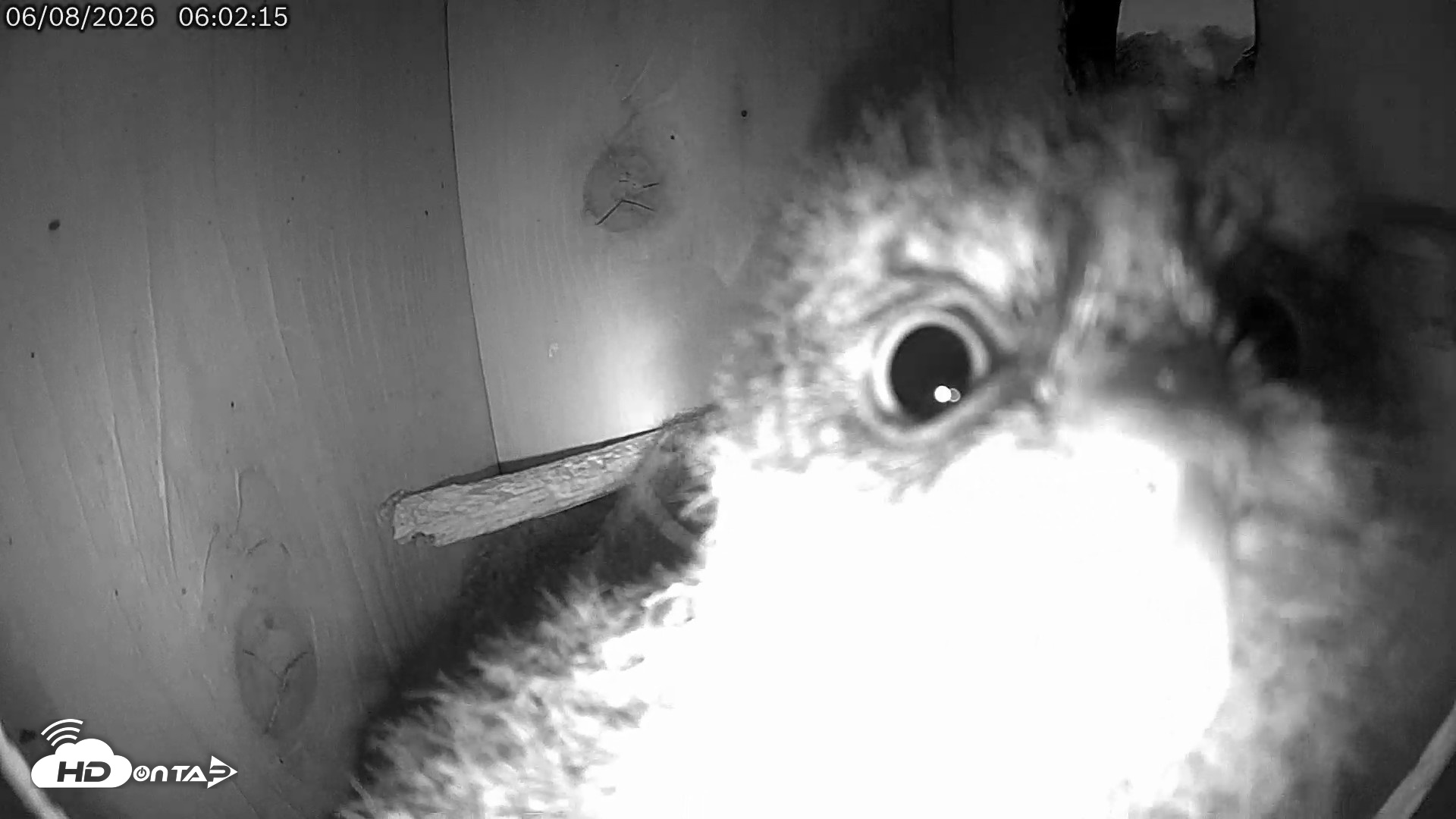 Snapshot of Eastern Screech Owl Live Cam taken Jun 8, 2026, 6:03am CDT