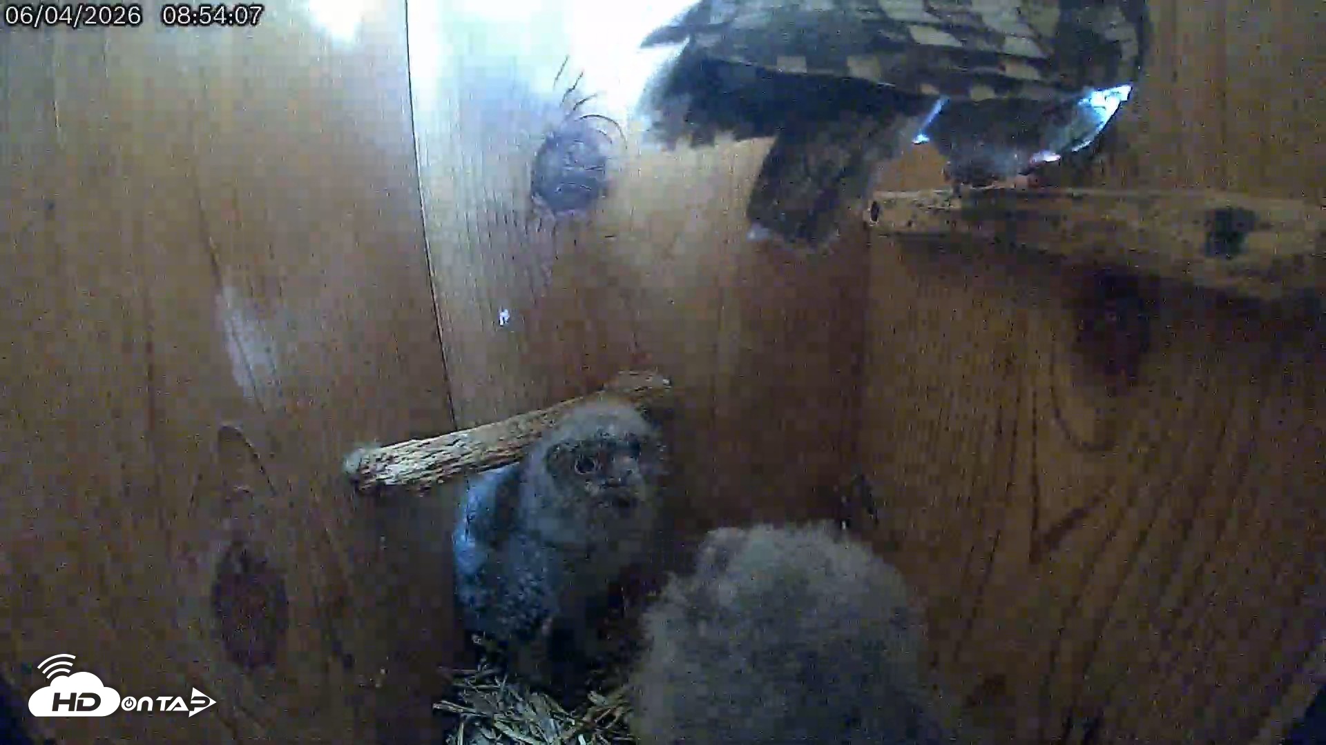 Snapshot of Eastern Screech Owl Live Cam taken Jun 4, 2026, 9:01am CDT