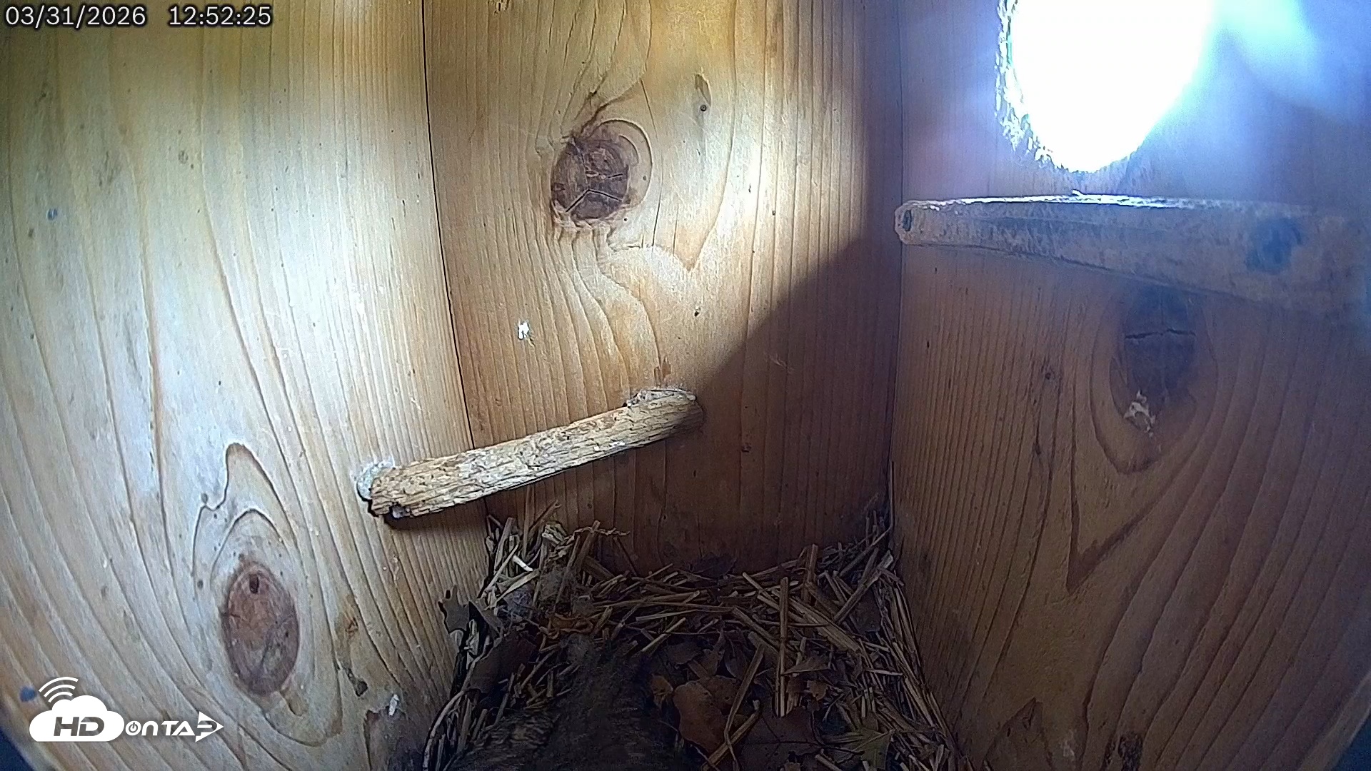 Snapshot of Eastern Screech Owl Live Cam taken Mar 31, 2026, 4:45pm CDT