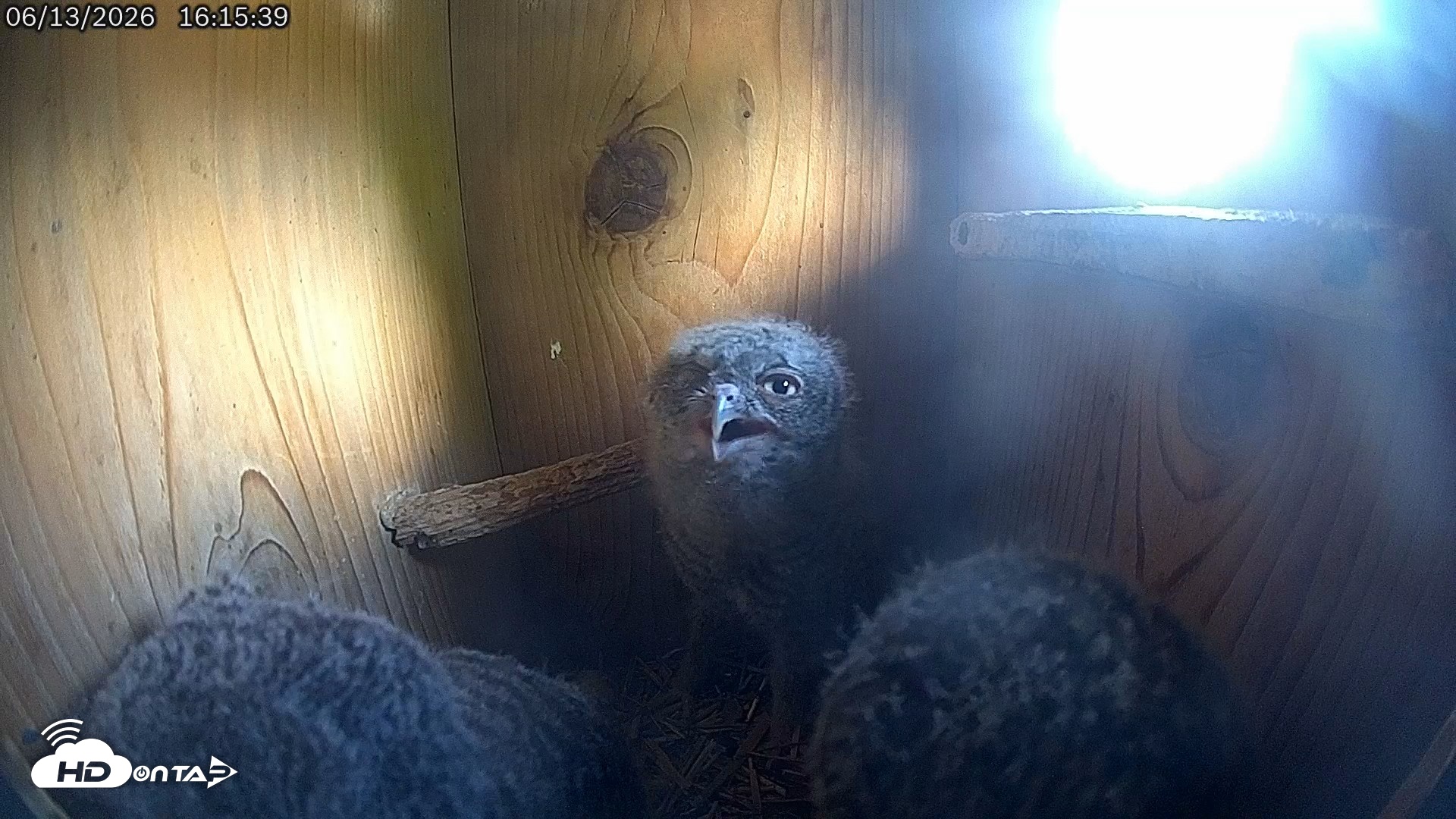 Snapshot of Eastern Screech Owl Live Cam taken Jun 13, 2026, 9:26pm CDT