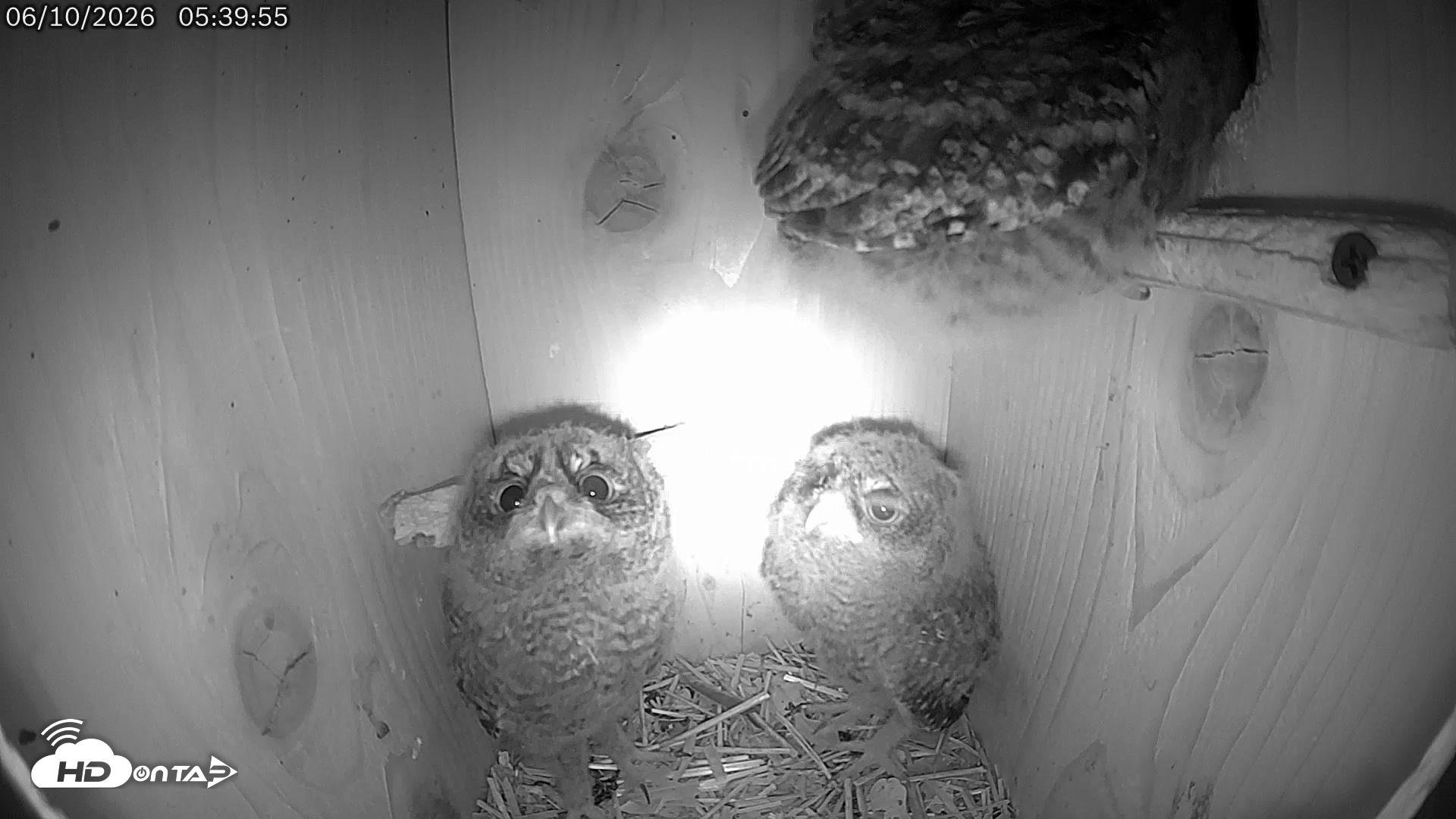 Snapshot of Eastern Screech Owl Live Cam taken Jun 10, 2026, 5:40am CDT