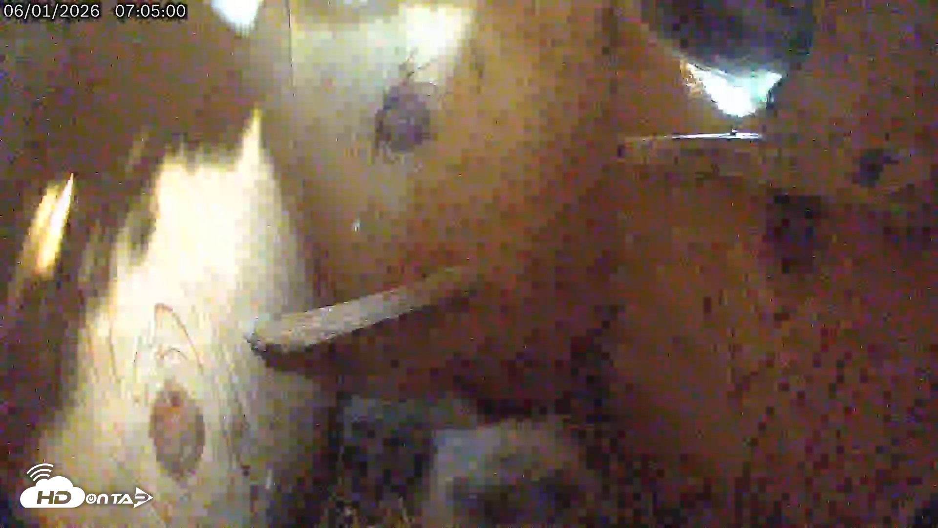 Snapshot of Eastern Screech Owl Live Cam taken Jun 1, 2026, 12:28pm CDT