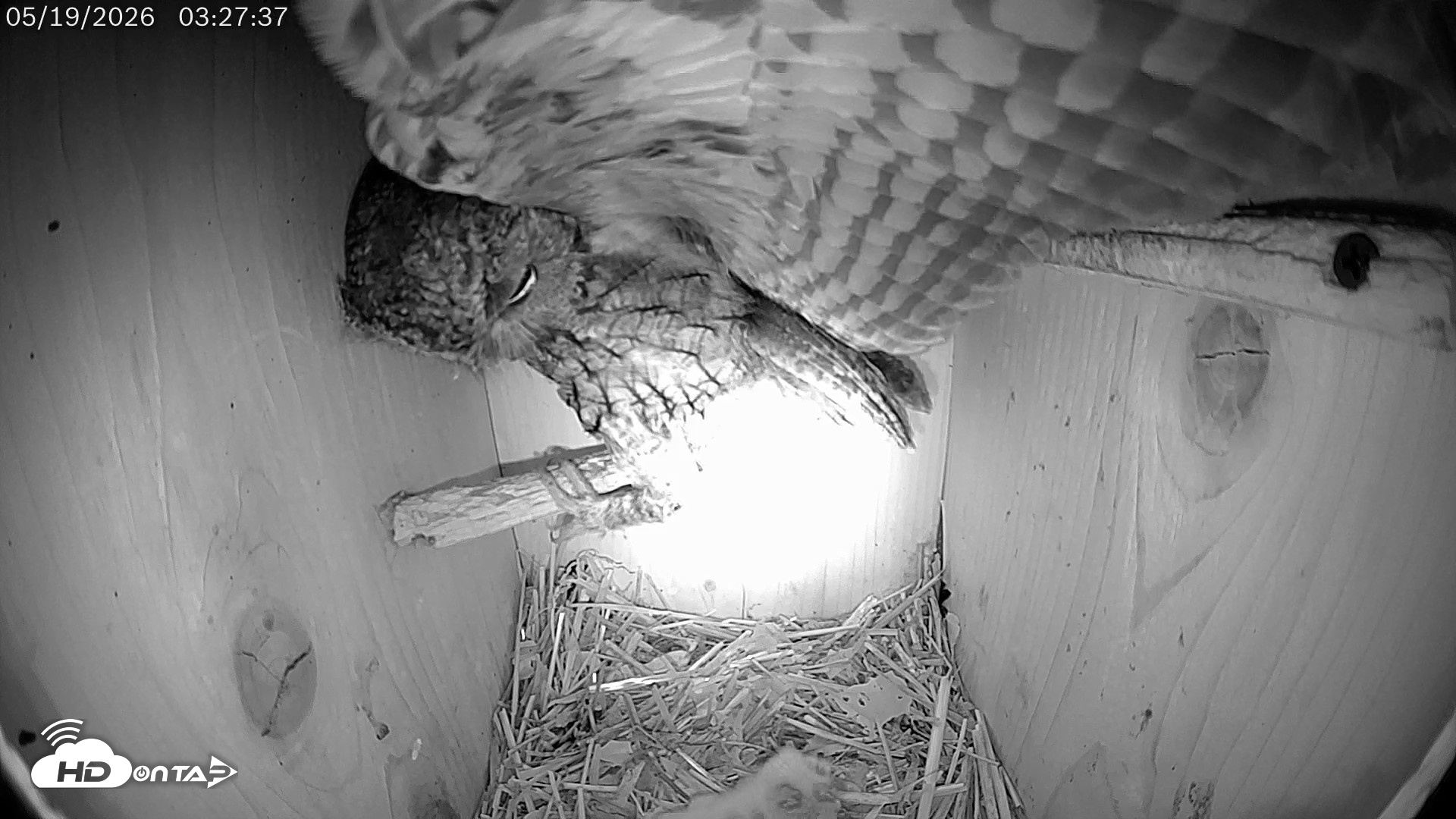 Snapshot of Eastern Screech Owl Live Cam taken May 19, 2026, 3:28am CDT
