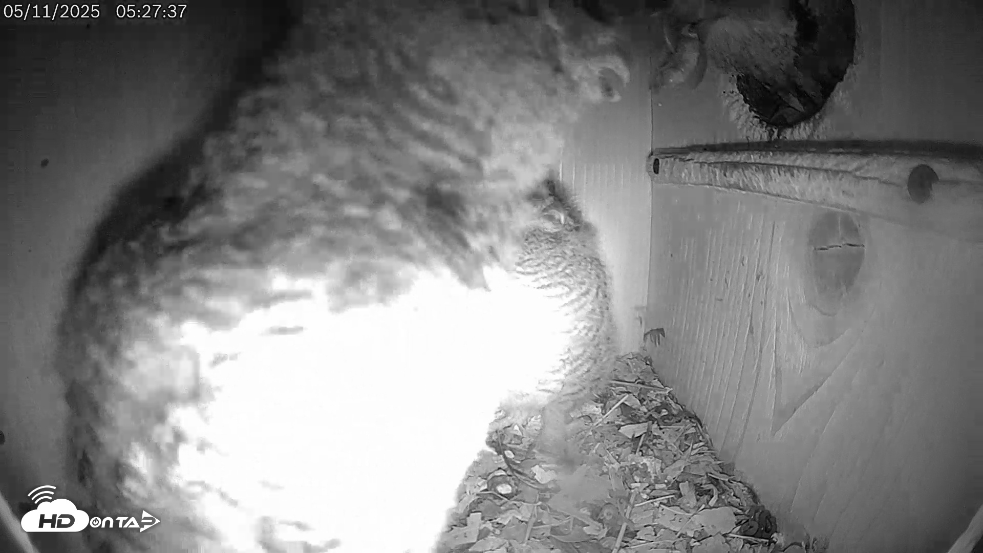 Snapshot of Eastern Screech Owl Live Cam taken May 11, 2025, 7:07am CDT