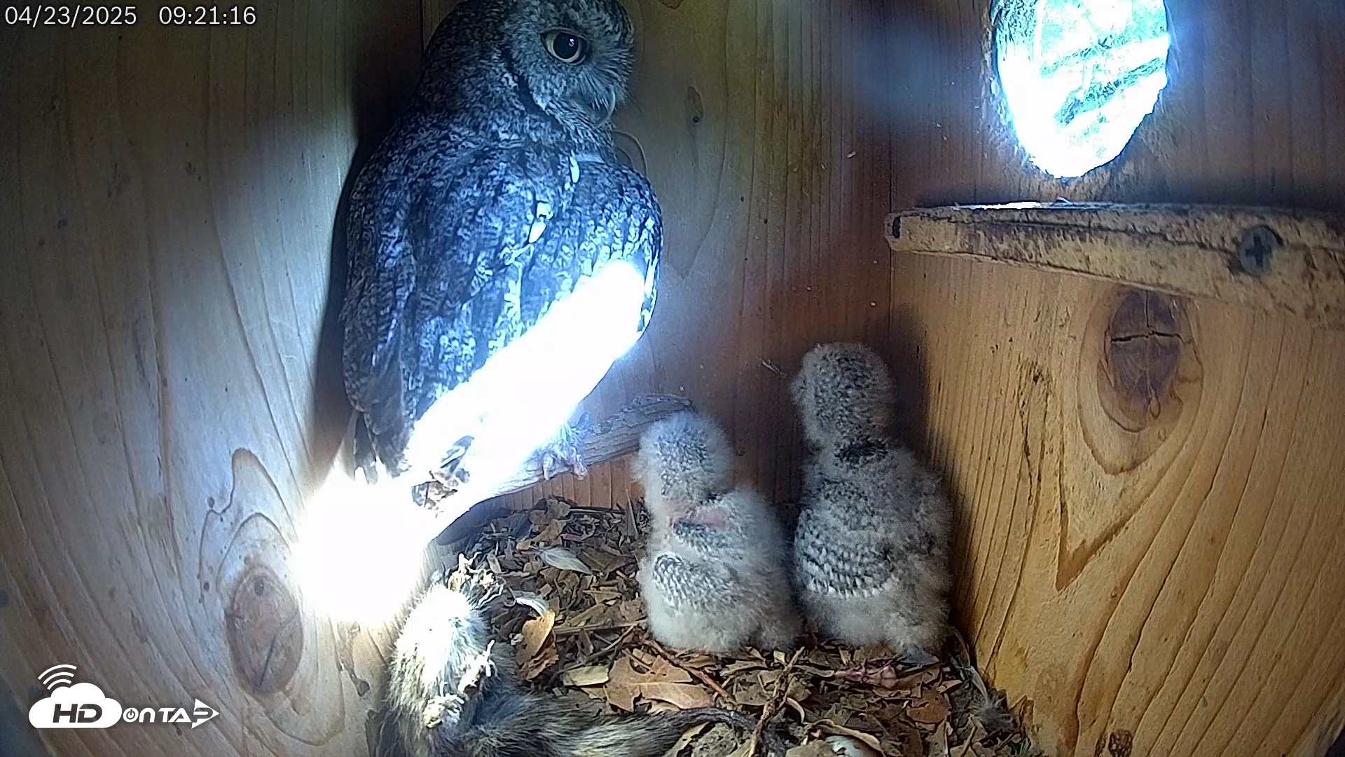 Snapshot of Eastern Screech Owl Live Cam taken Apr 23, 2025, 9:41am CDT