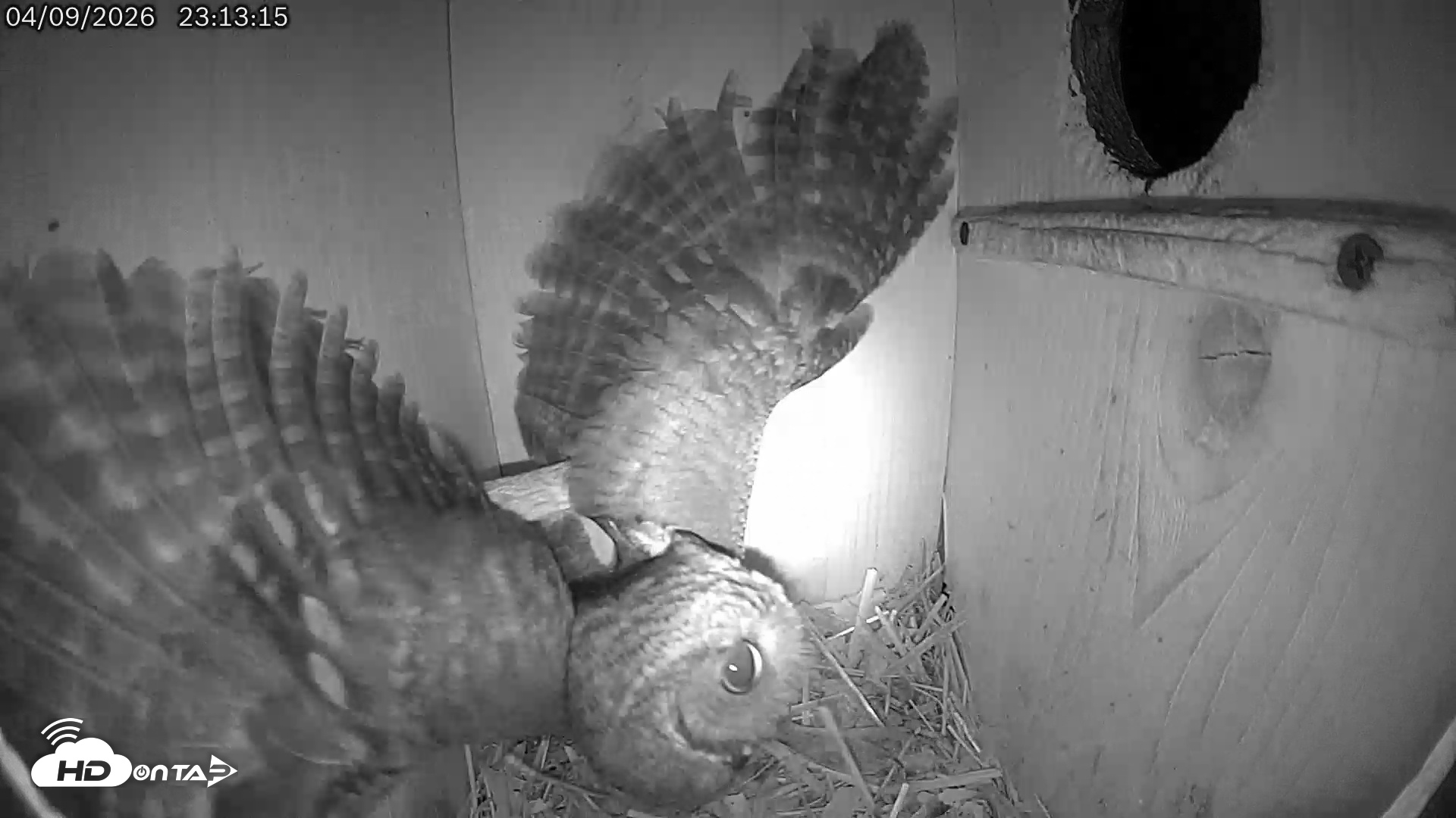 Snapshot of Eastern Screech Owl Live Cam taken Apr 10, 2026, 3:33am CDT