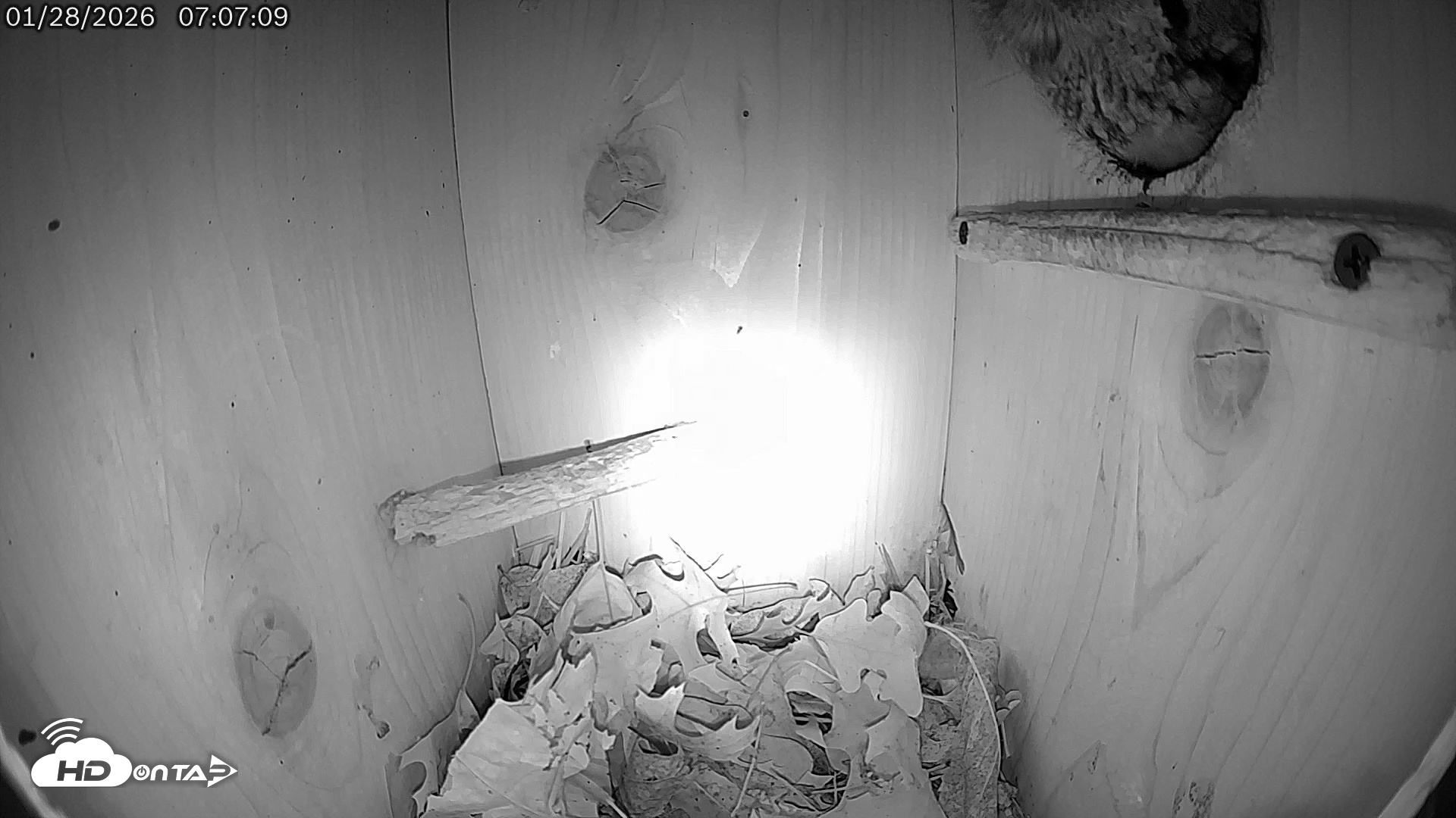 Snapshot of Eastern Screech Owl Live Cam taken Jan 28, 2026, 7:08am CST