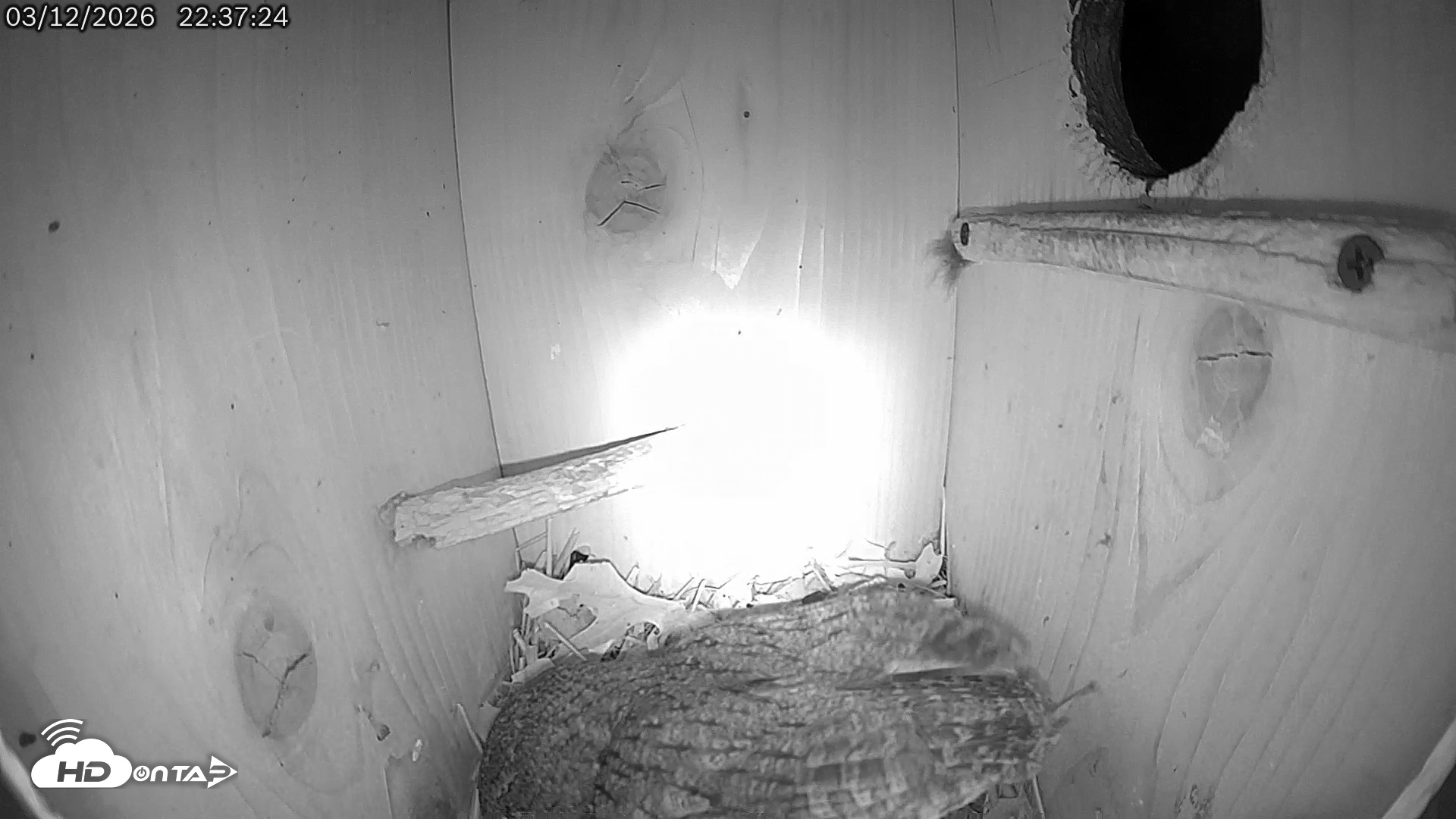 Snapshot of Eastern Screech Owl Live Cam taken Mar 12, 2026, 10:56pm CDT