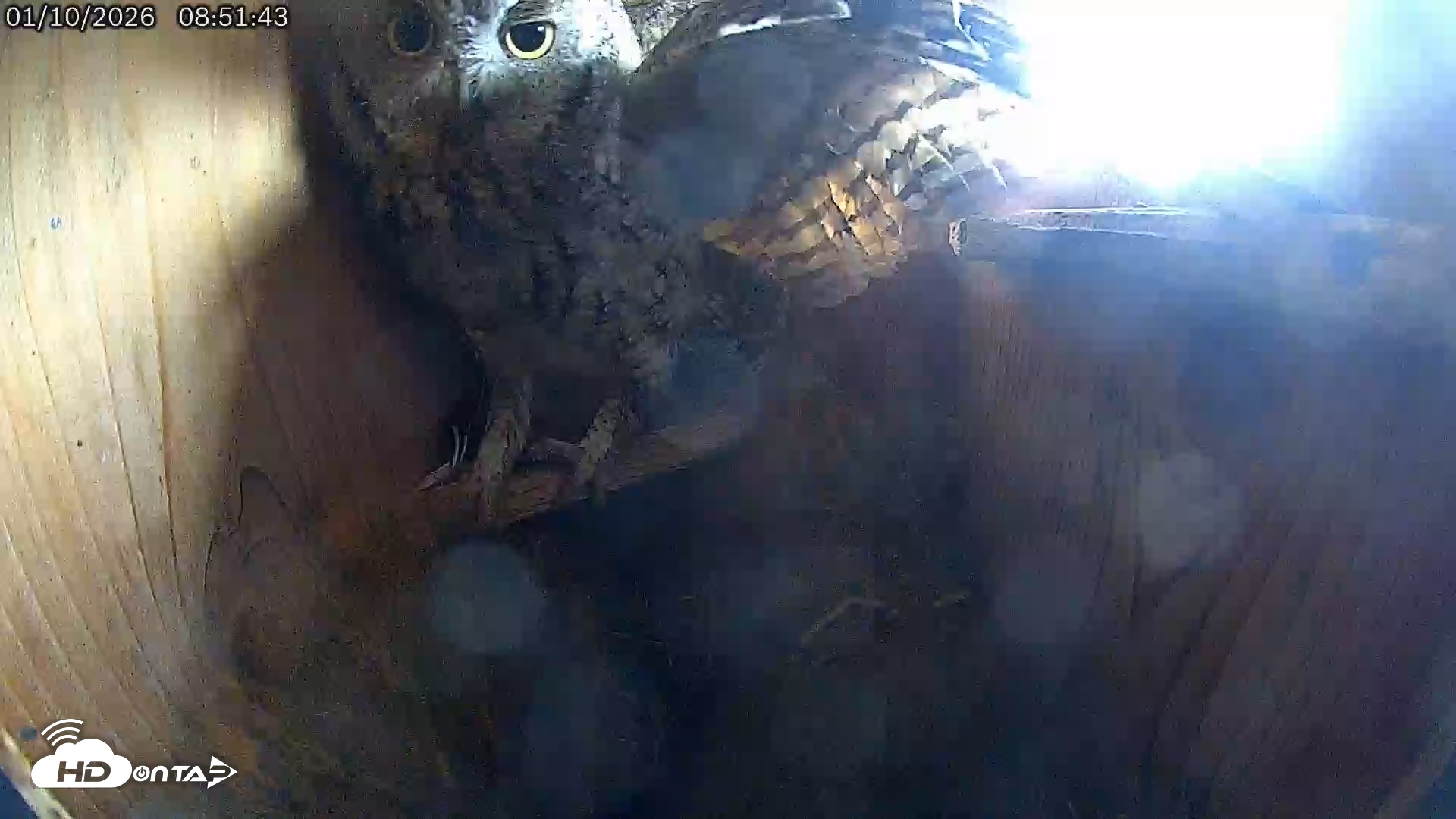 Snapshot of Eastern Screech Owl Live Cam taken Jan 10, 2026, 2:44pm CST