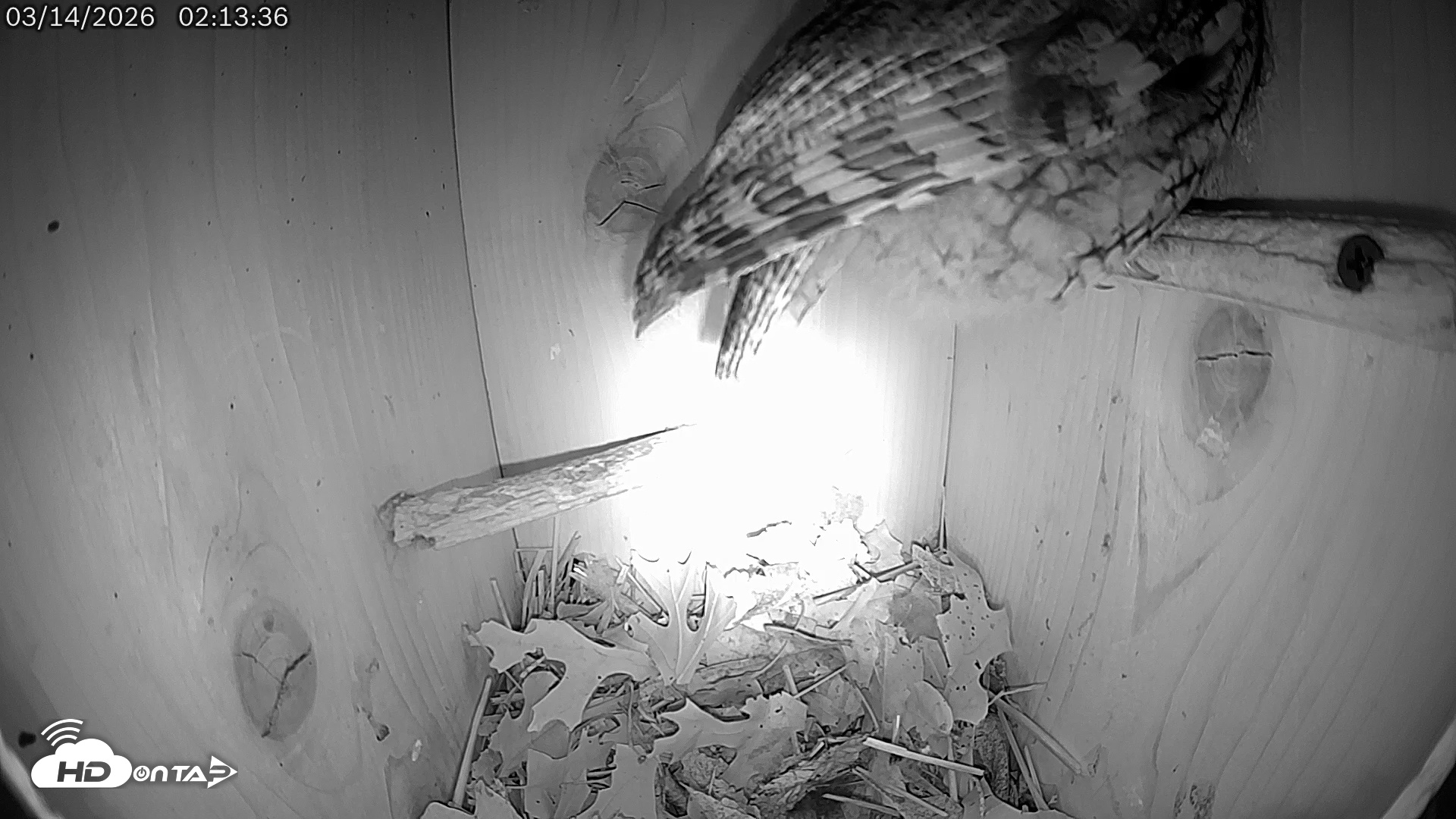 Snapshot of Eastern Screech Owl Live Cam taken Mar 14, 2026, 4:56am CDT
