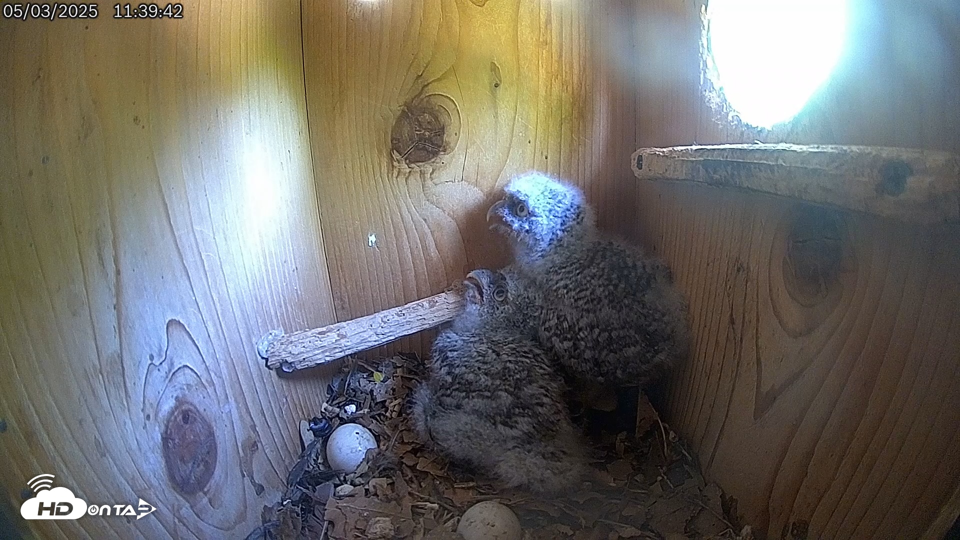 Snapshot of Eastern Screech Owl Live Cam taken May 3, 2025, 2:18pm CDT